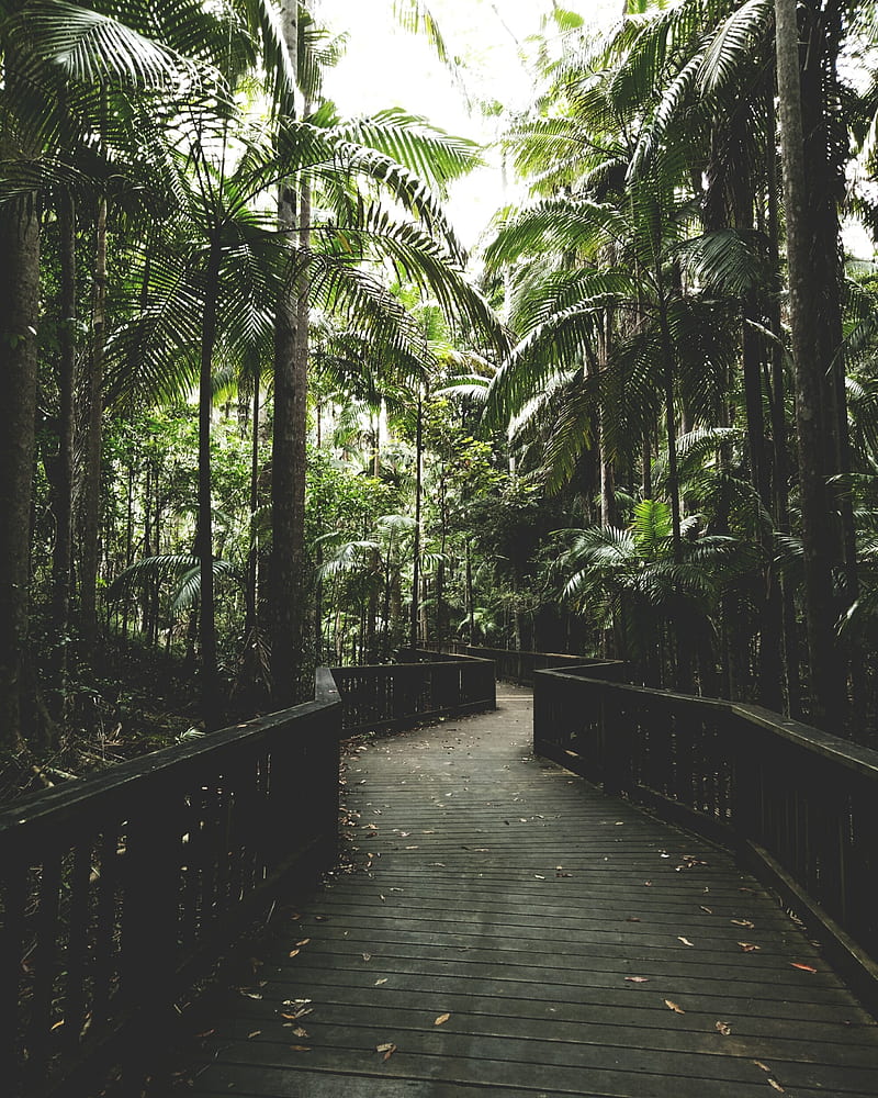 800x1000 Rainforest walk, aesthetic, green, graphy, rainforest, HD phone wallpaper