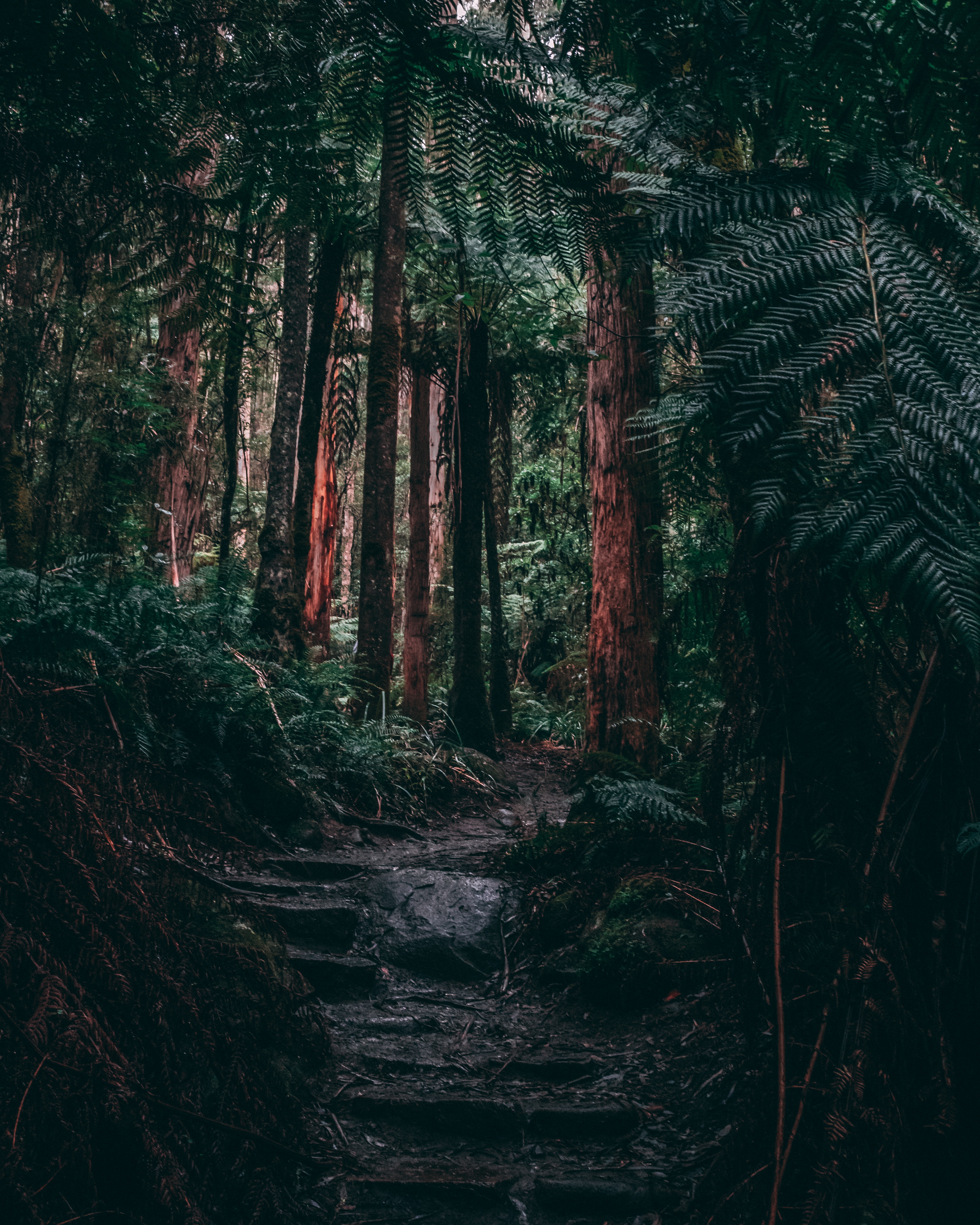 3812x4765 Jungle Forest Wallpaper