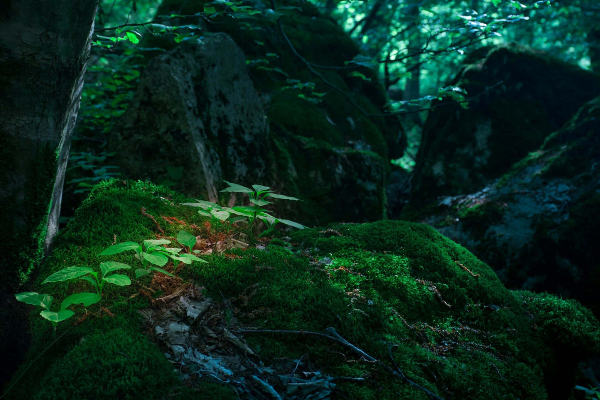 1920x1280 Jungle Aesthetic Wallpaper