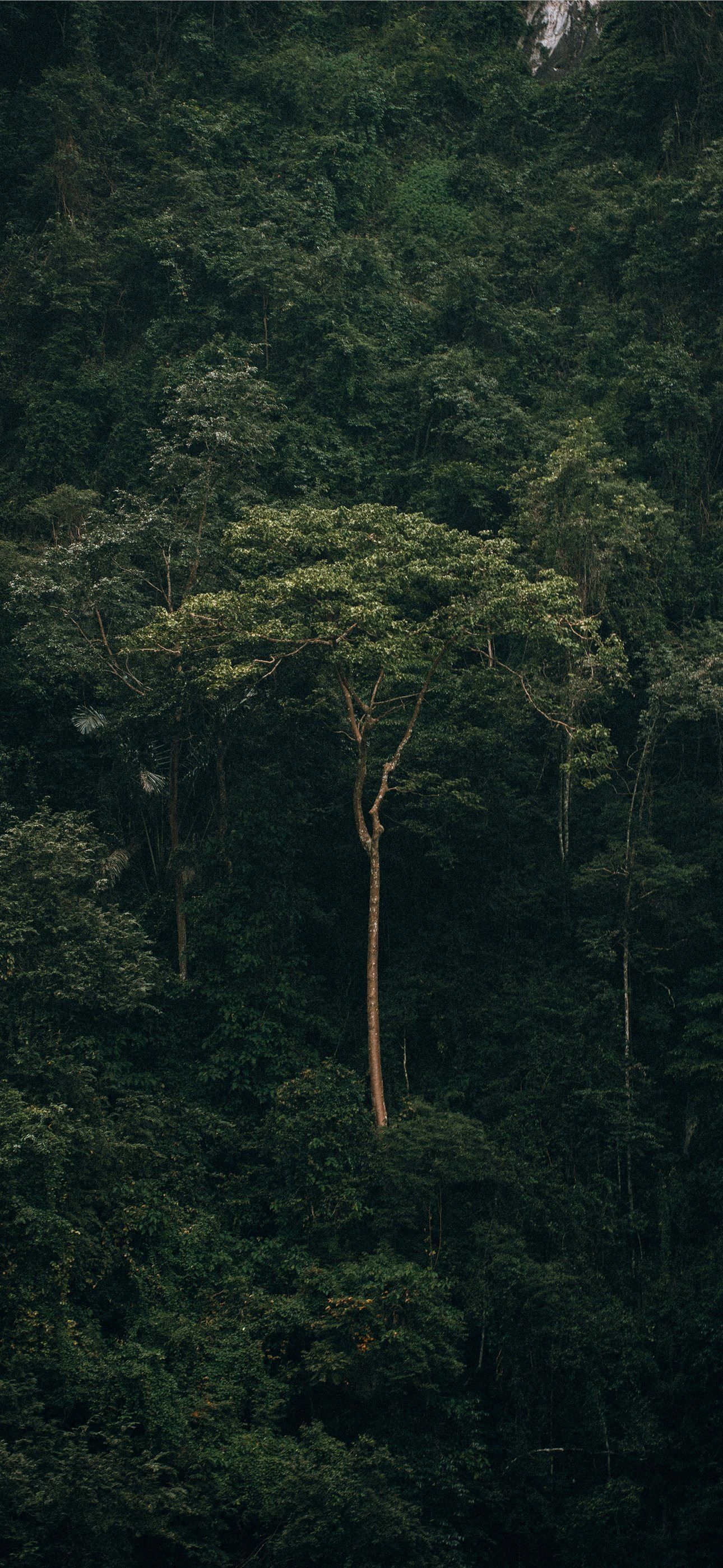 1290x2796 Best Green aesthetic iPhone HD Wallpaper