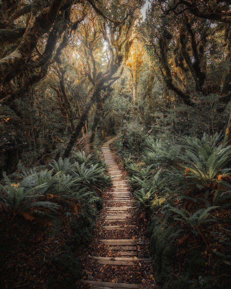 800x1000 Forest Image. Free HD Background, PNGs, Vectors & Templates