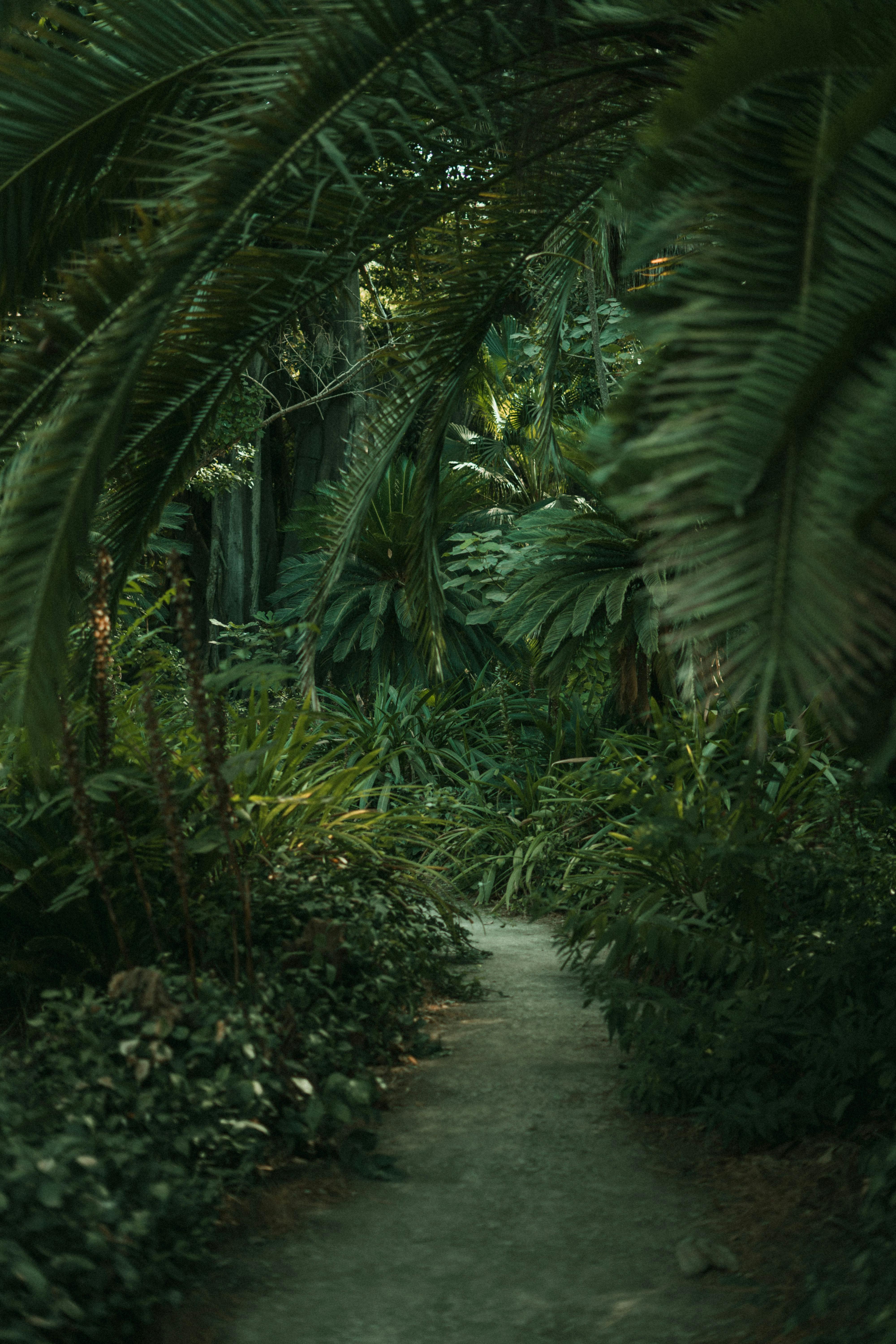 4000x6000 Jungle Adventure Photo, Download The BEST Free Jungle Adventure & HD Image