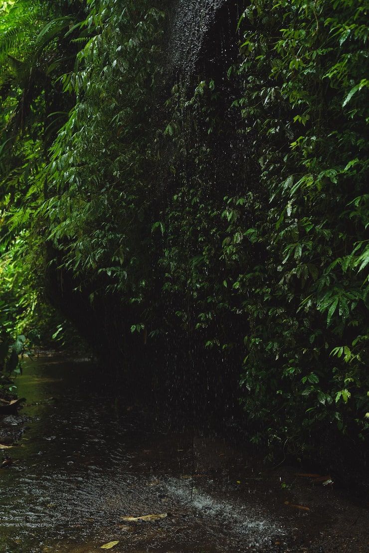 740x1110 Dark green jungle Image