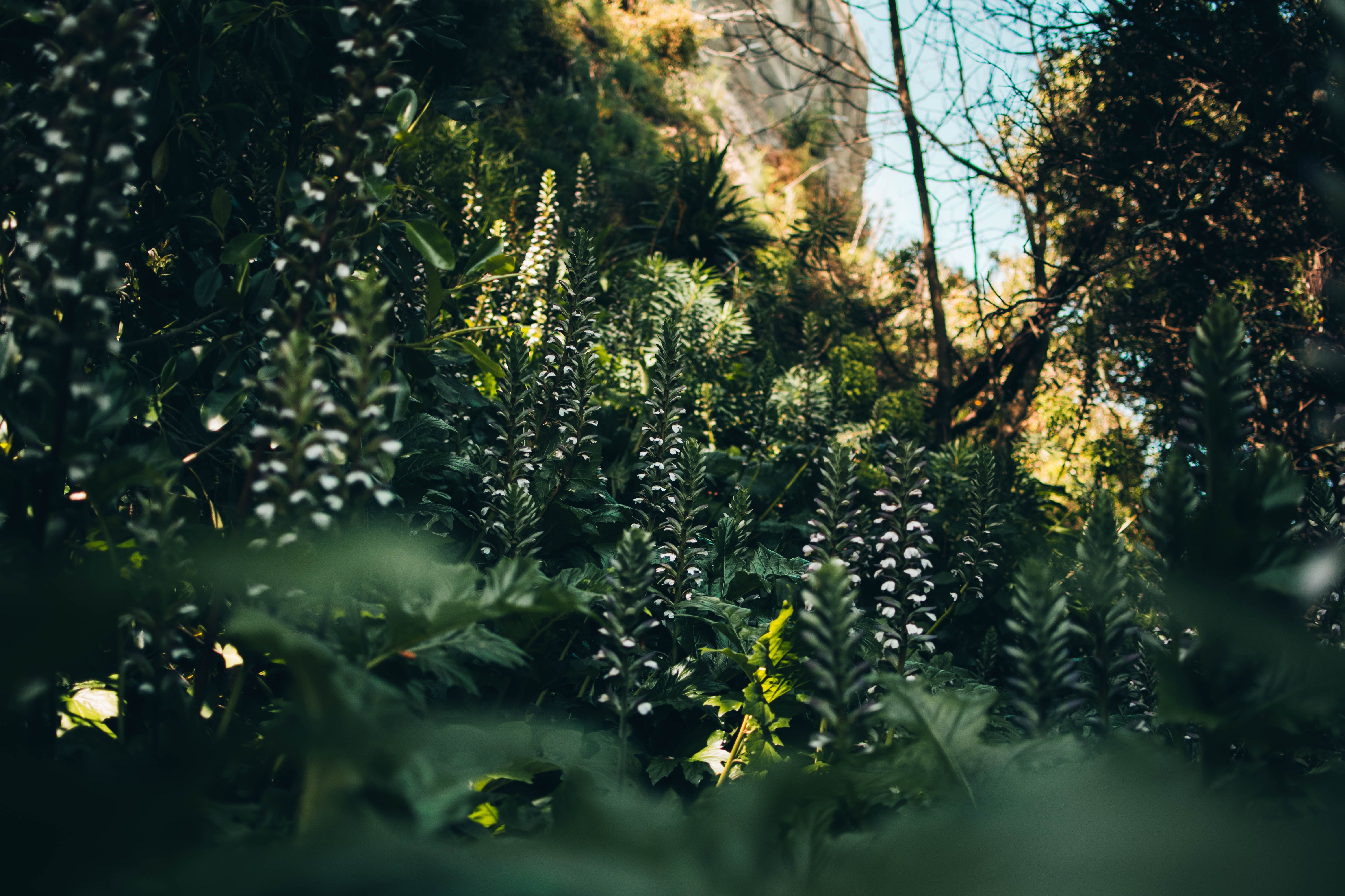 6000x4000 Wallpaper Vegetation, Sunlight, Jungle, Tree, Old Growth Forest, Background Free Image