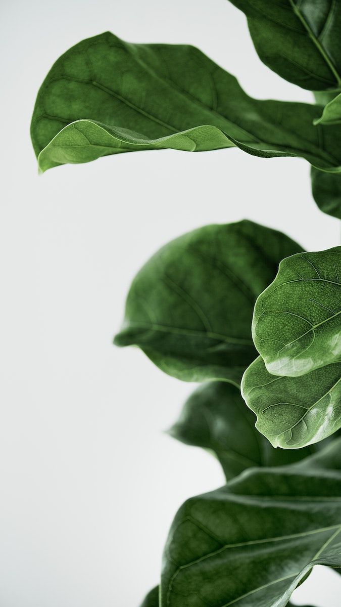 675x1200 Download premium image of Fiddle leaf fig plant mobile phone background by Roungroat about iphone wallpaper, fiddle leaf fig plant background, houseplant phone background, fiddle leaf wallpaper, and background 3576368