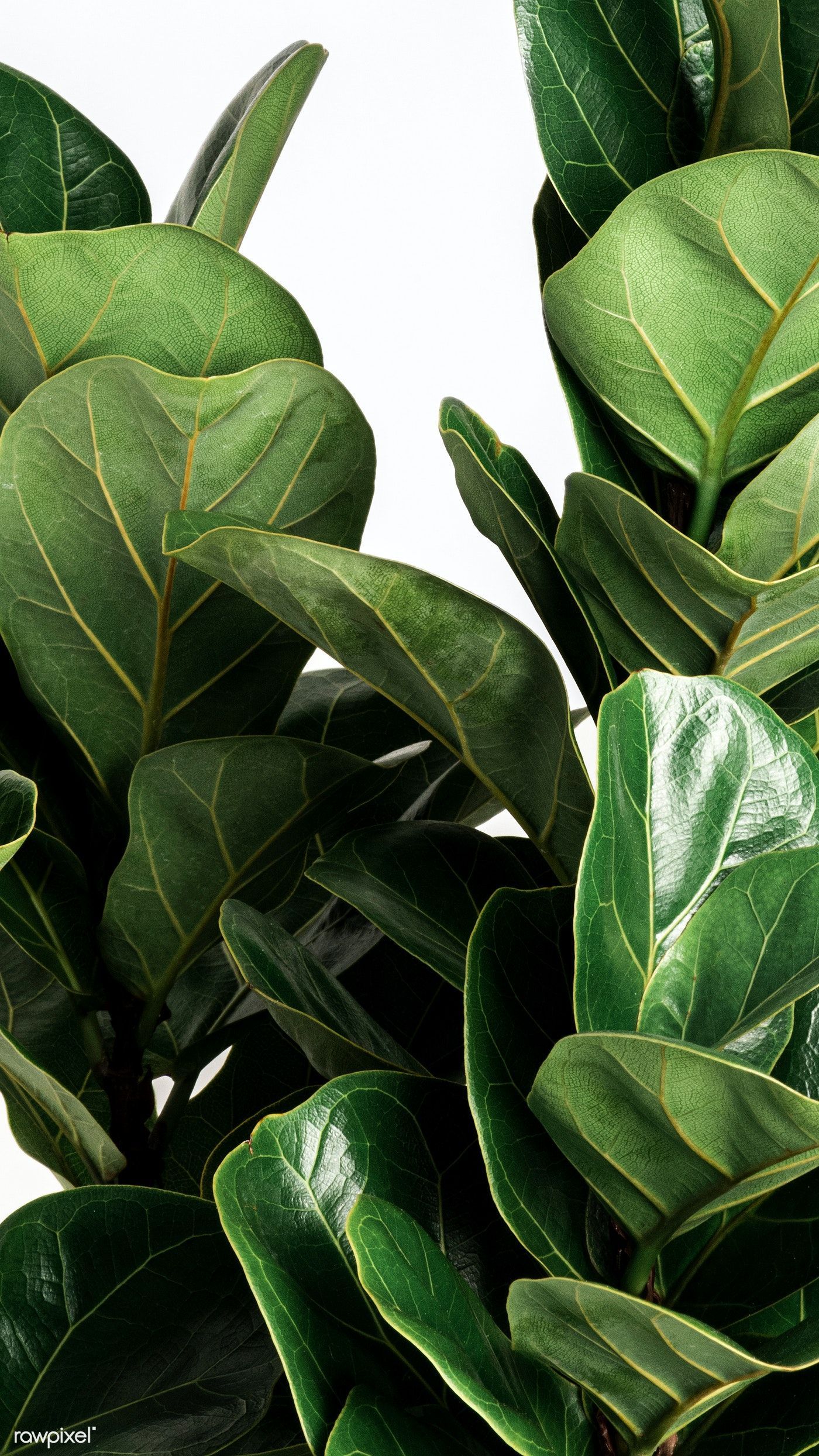 1400x2489 Download Premium Image Of Fiddle Leaf Fig Plant On An Off White Background By Jira About Wallpaper, Mobile Wallpaper, Iphone Wallpaper, Nature Wallpaper, And White Background 2355048