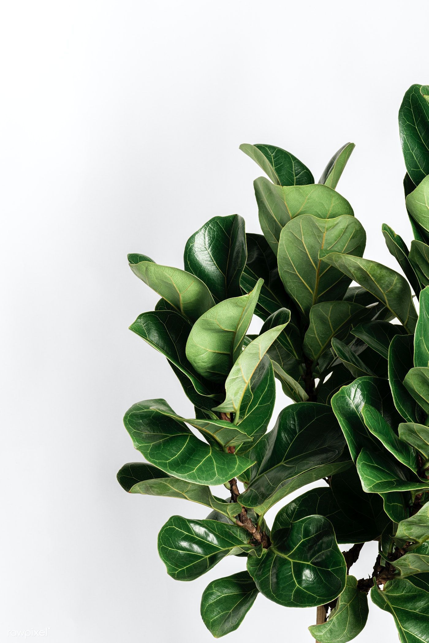 1400x2100 Download Premium Image Of Fiddle Leaf Fig Plant On An Off White Background By Jira About Iphone Wallpaper, Ficus, Tropical Iphone Wallpaper, Fiddle Leaf Fig Plant Wallpaper, And Mobile Wallpaper Nature 2355048