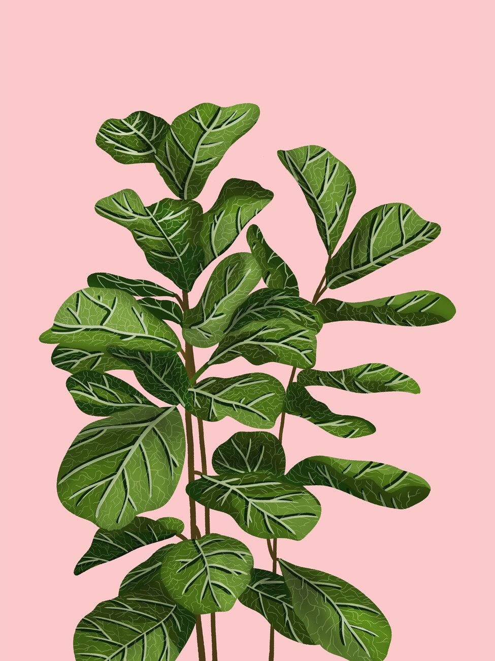 975x1300 Poster Fiddle Leaf Fig On Pink. Wall Art 1 FREE