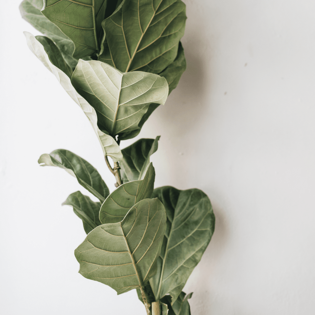 1080x1080 Tutorial: How to Prune Your Fiddle Leaf Fig (& Keep It Looking Beautiful)