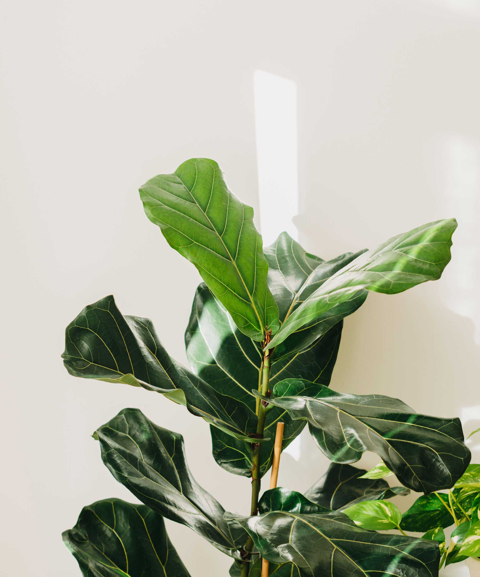 2000x2400 How to care for a fiddle leaf fig