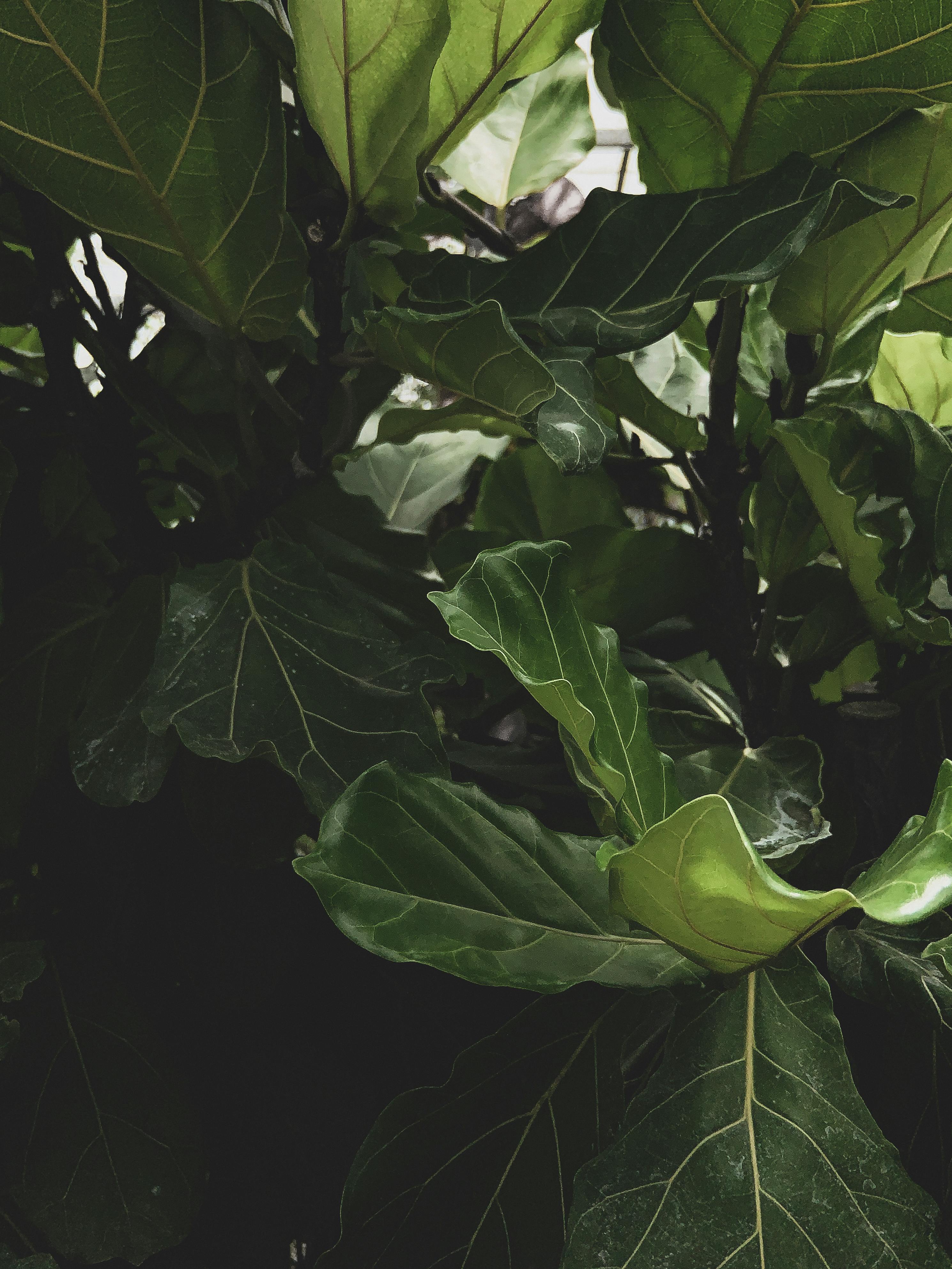 2980x3973 Fiddle Leaf Fig Photo, Download The BEST Free Fiddle Leaf Fig & HD Image