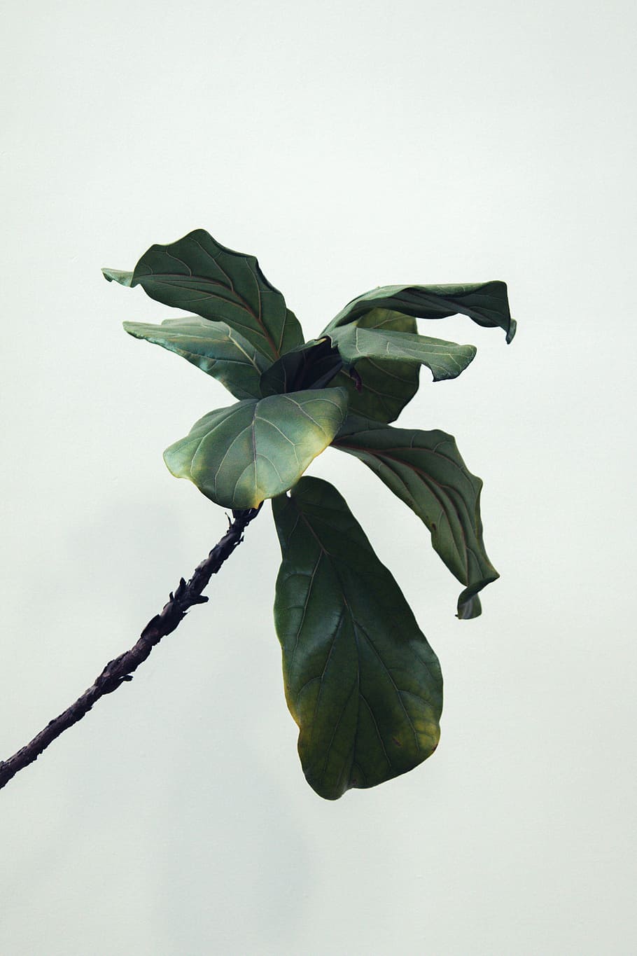 910x1365 Fiddle leaf fig 1080P, 2K, 4K, 5K HD wallpaper free download