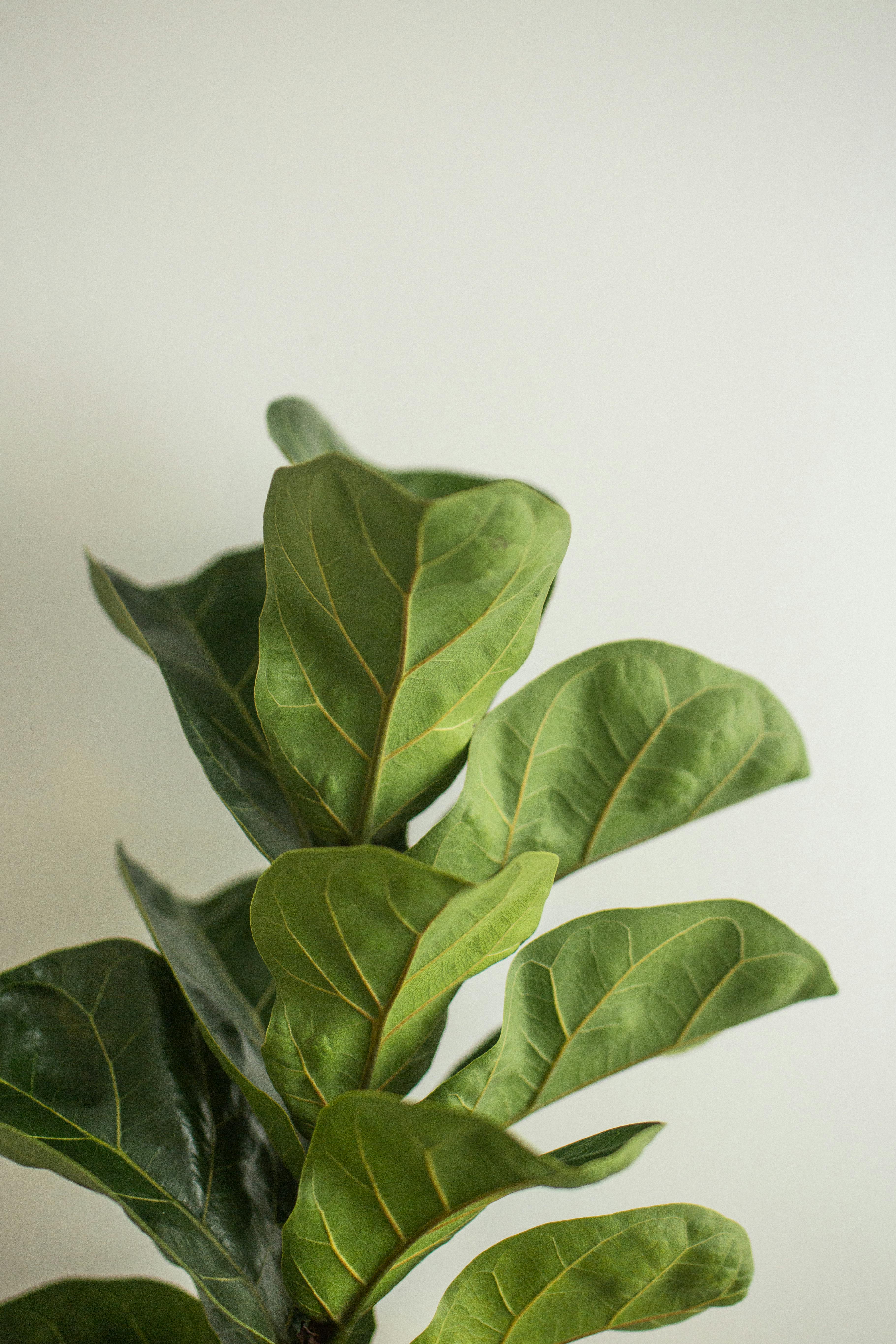 3641x5461 Ficus lyrata with lush green leaves in house · Free