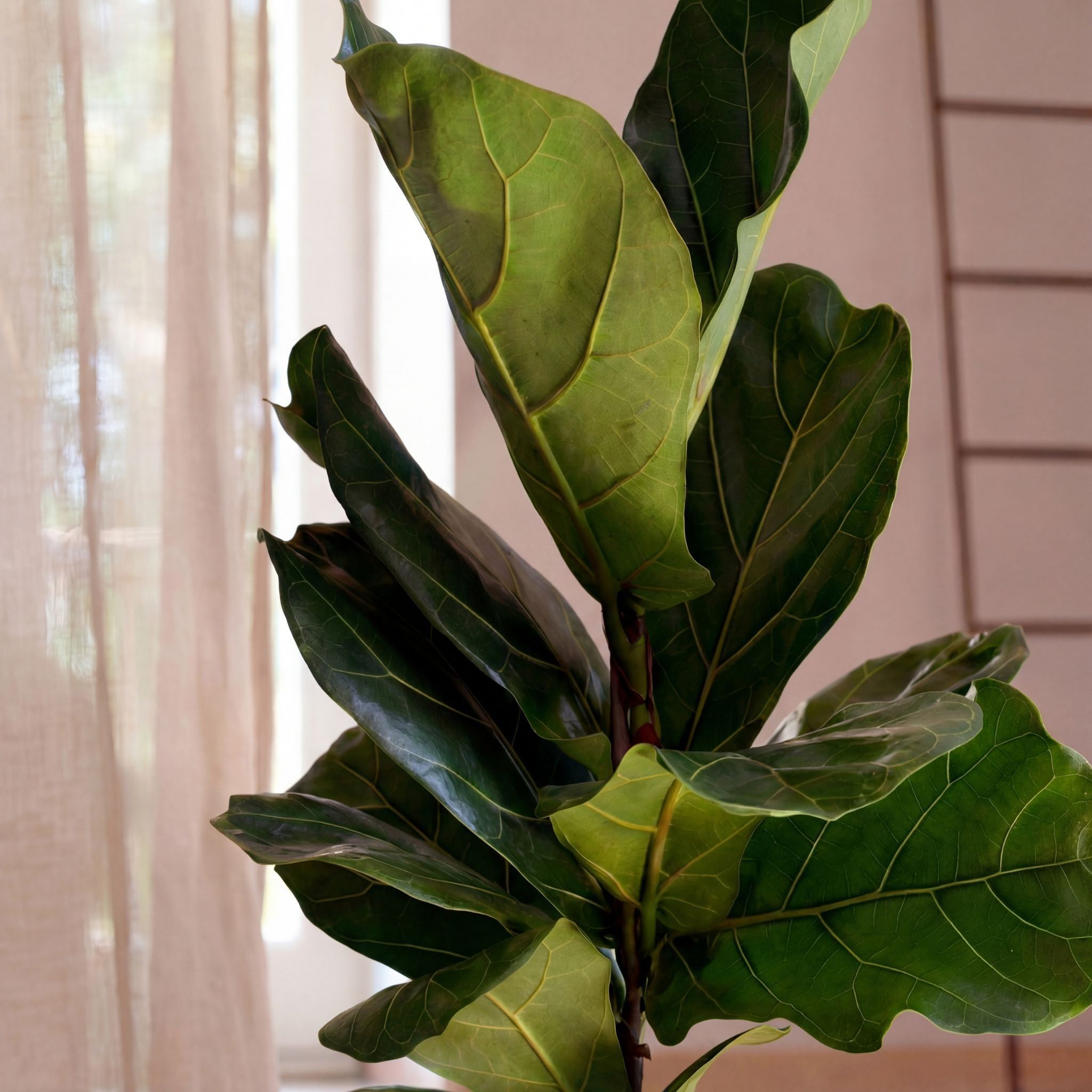 2048x2048 Fiddle Leaf Fig Houseplant. Buy Plants Online. Next Day Delivery
