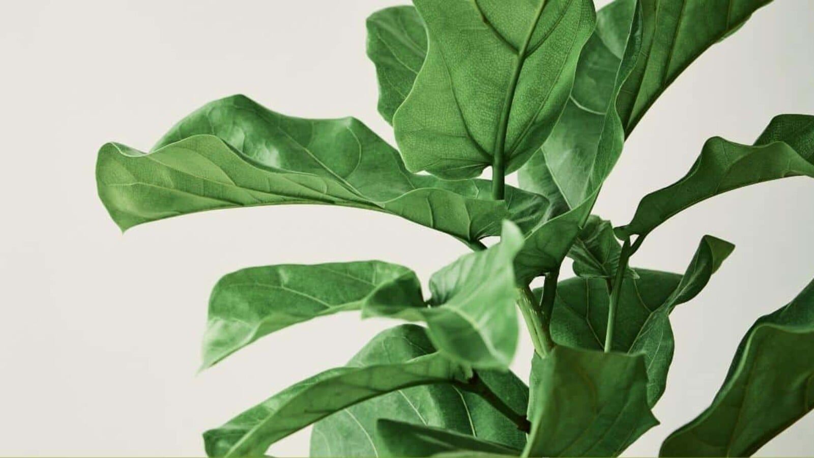 1600x900 Reasons Your Fiddle Leaf Fig has Curling Leaves