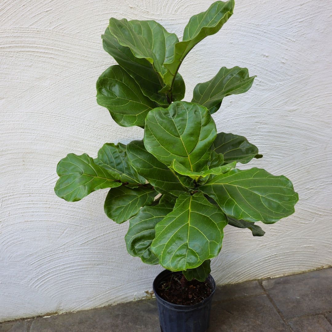 1080x1080 Fiddle Leaf Fig Tree