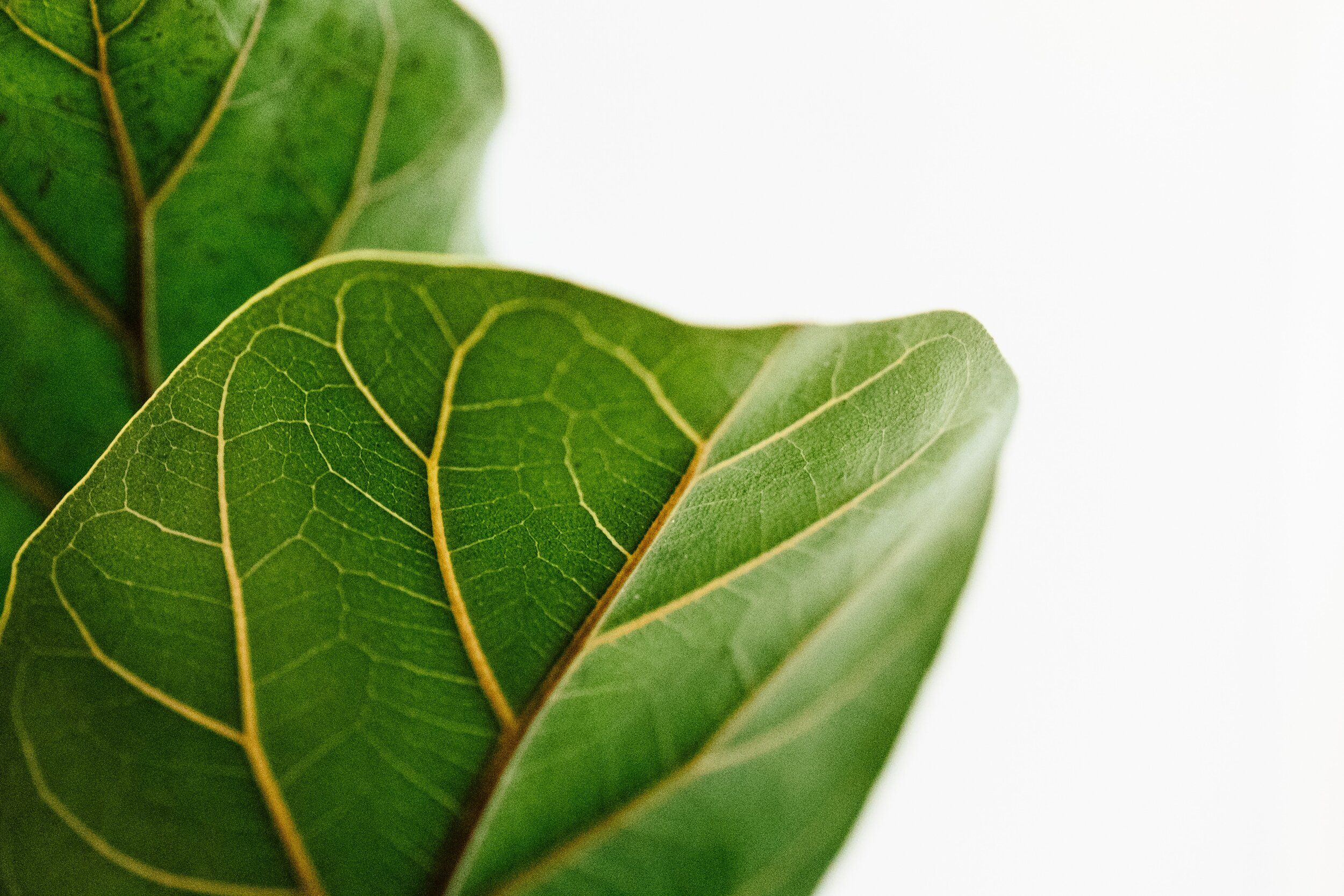 2500x1667 The Secret(s) of the Fiddleleaf Fig