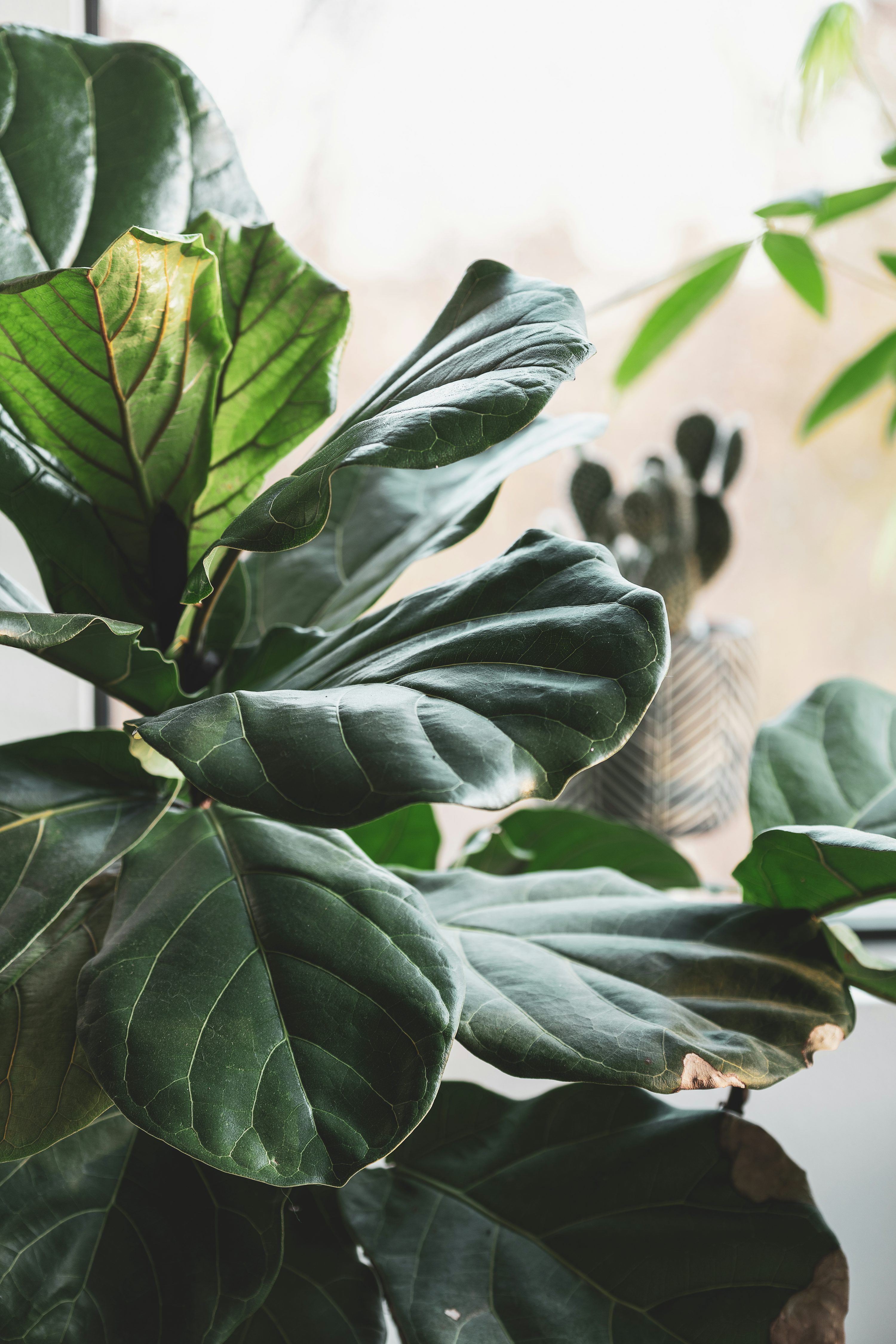 3000x4498 Green leaves in tilt shift lens photo