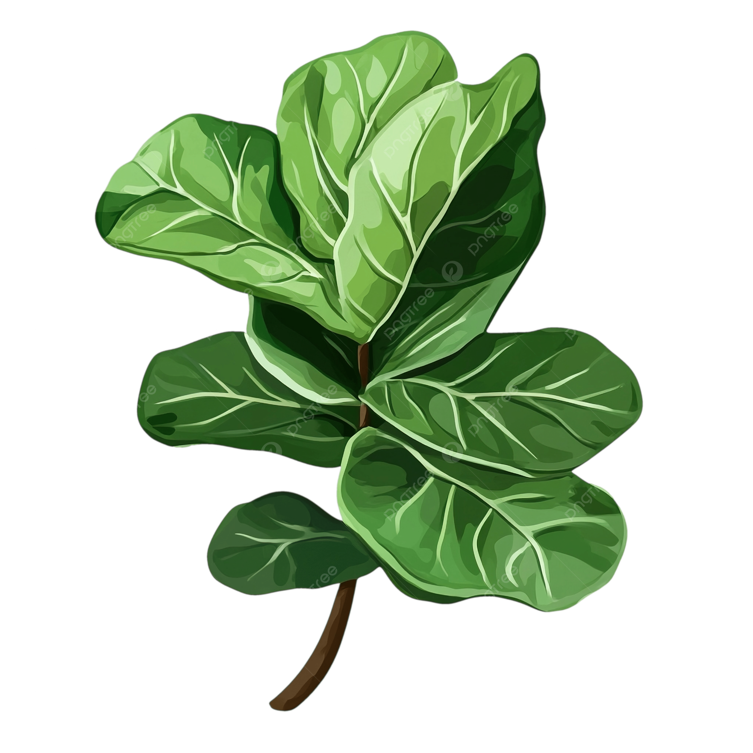 2500x2500 Fiddle Leaf Fig Plant Png Sticker, Leaf Clipart, Plant Clipart, Sticker Clipart PNG Transparent Image and Clipart for Free Download