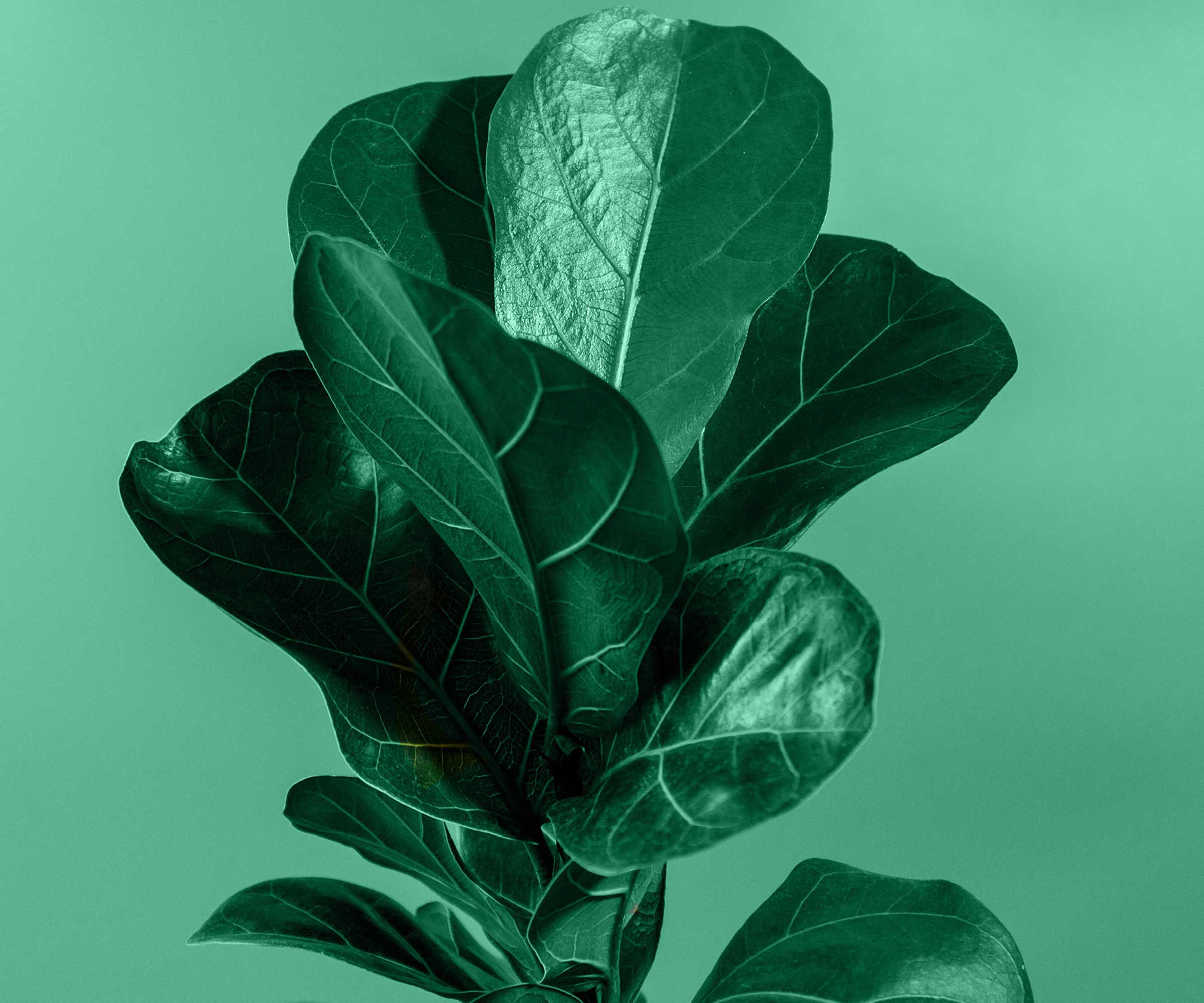 2400x2000 What is the best soil for fiddle leaf figs?. Homes and Gardens