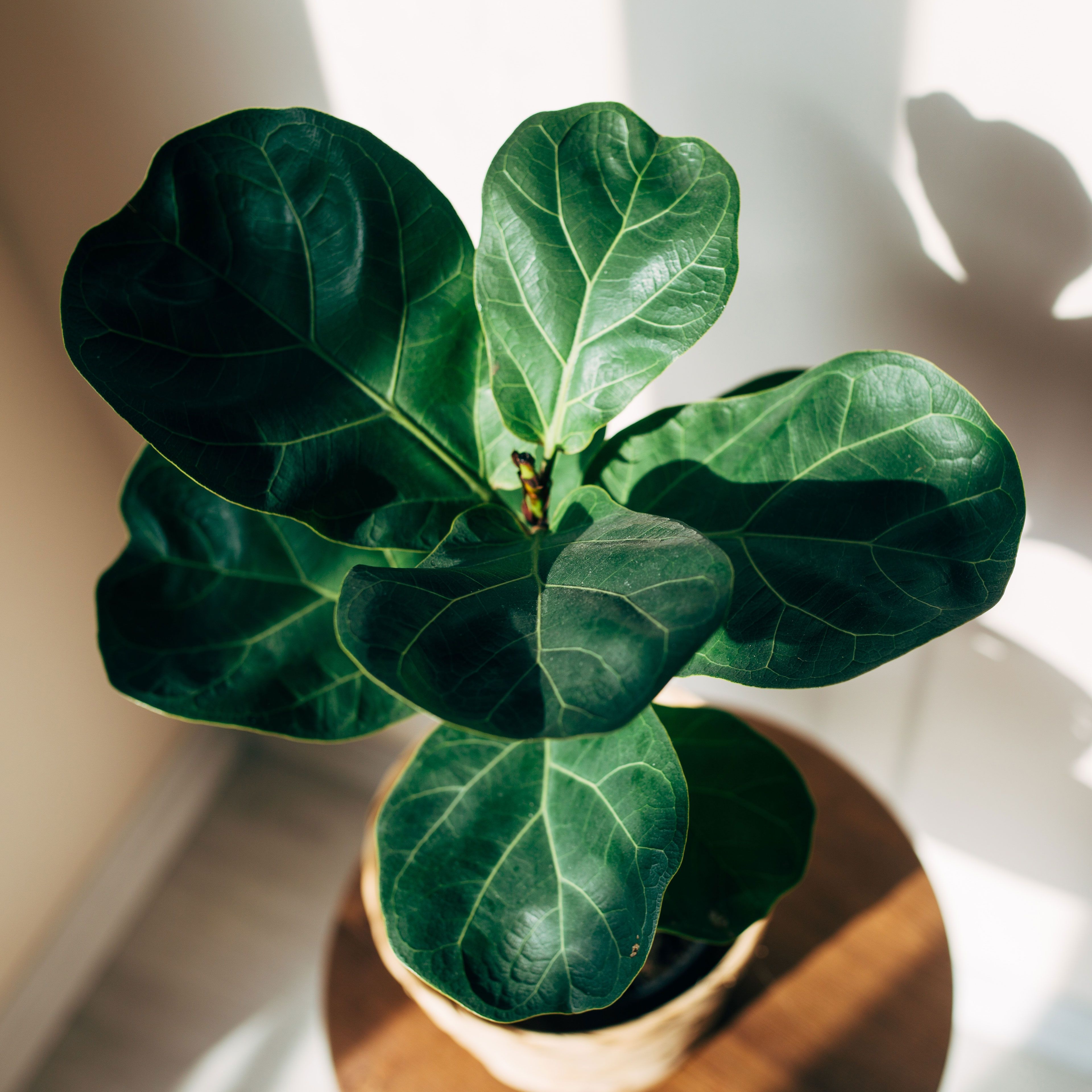 3840x3840 Essential Fiddle Leaf Fig Indoor Care For Happy Houseplants. Gardening Know How