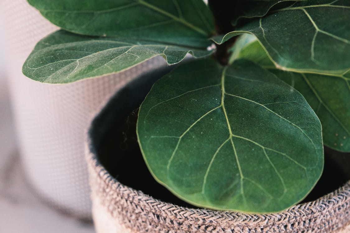 1125x750 Ficus lyrata with green leaves · Free