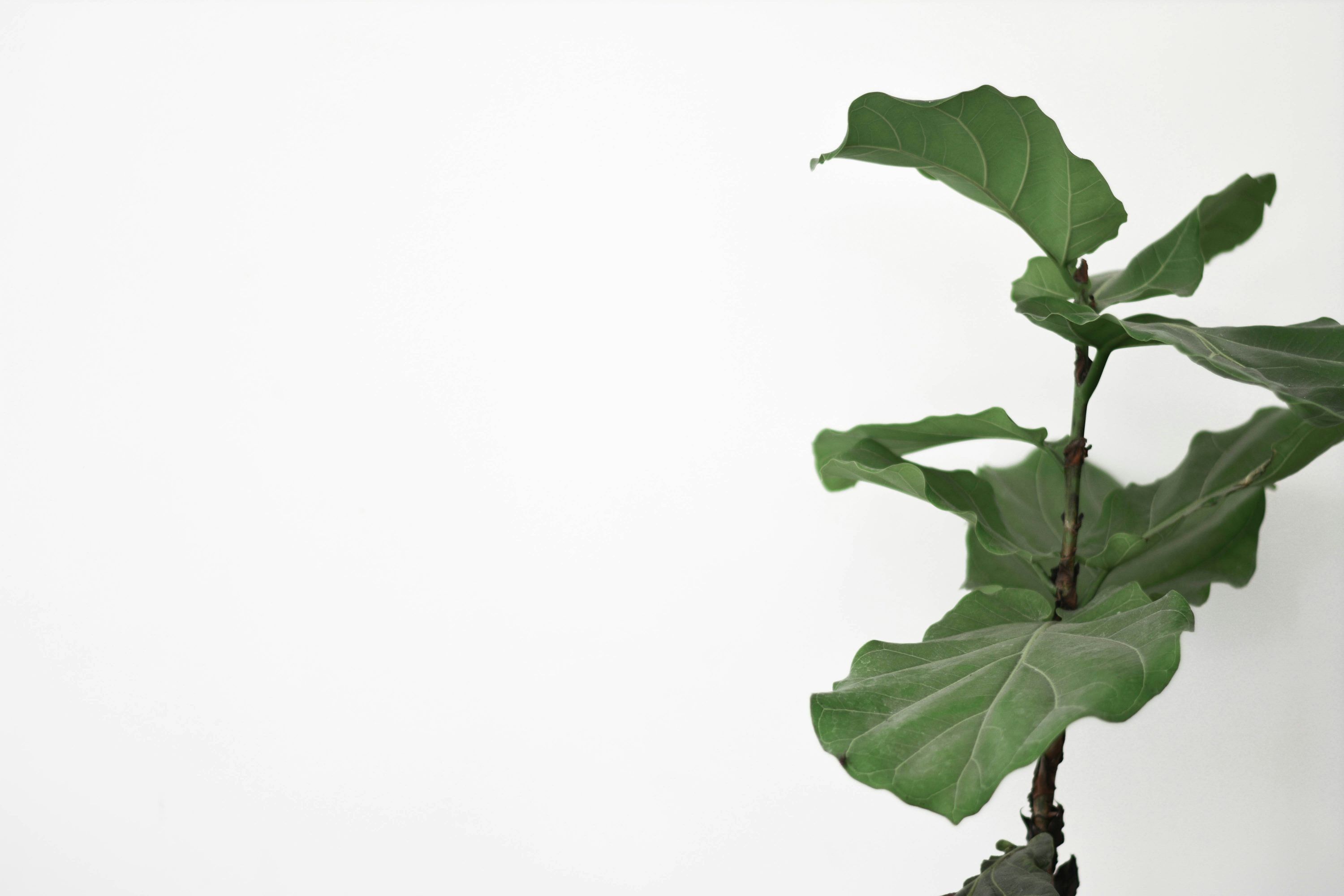 3000x2000 Fig Leaves Picture. Download Free Image