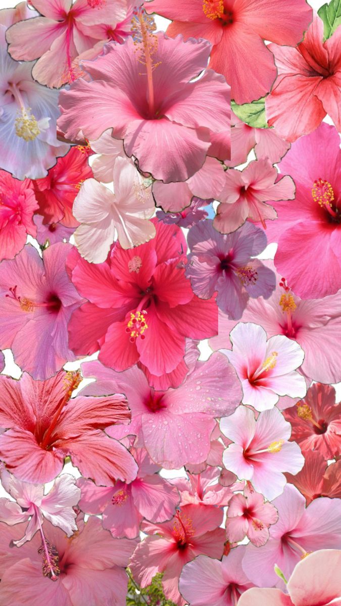 675x1200 Pink hibiscus