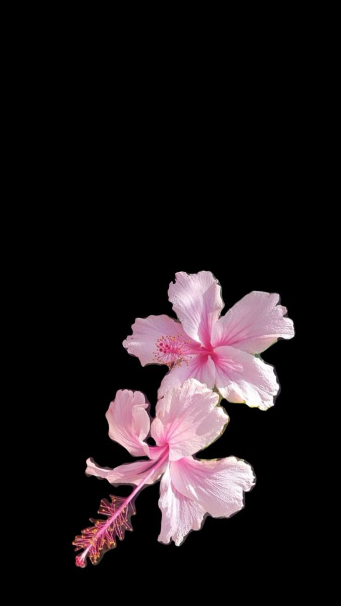 675x1200 pink hibiscus wallpaper. Pink flowers wallpaper, Flower lockscreen, Pink and black wallpaper