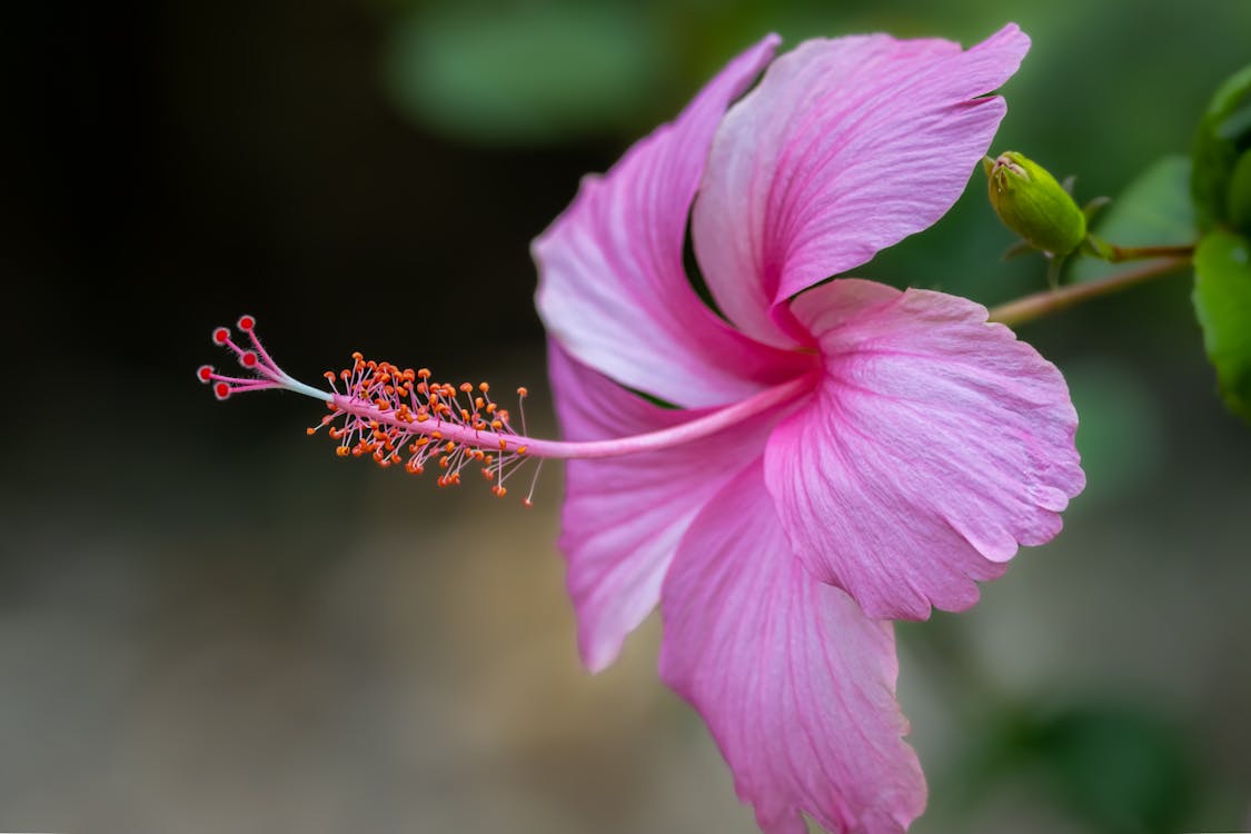1125x750 Close Up of a Pink Hibiscus Flower · Free