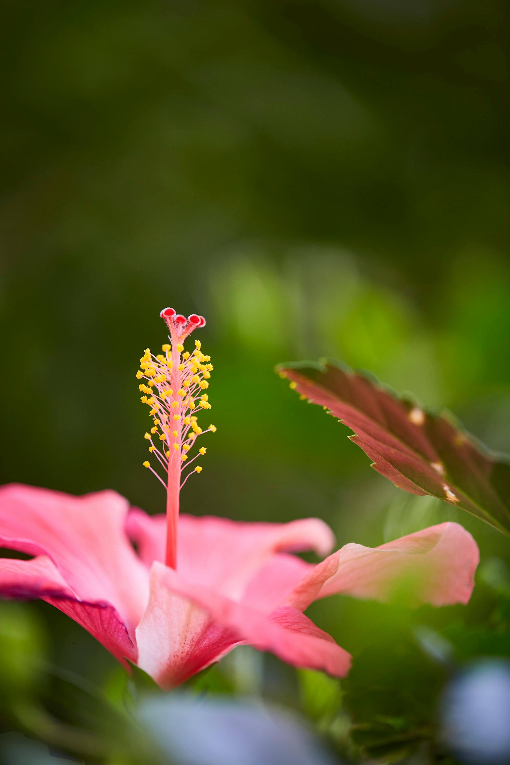 2000x3000 Close Up Of Vibrant Pink Hibiscus Flower · Free