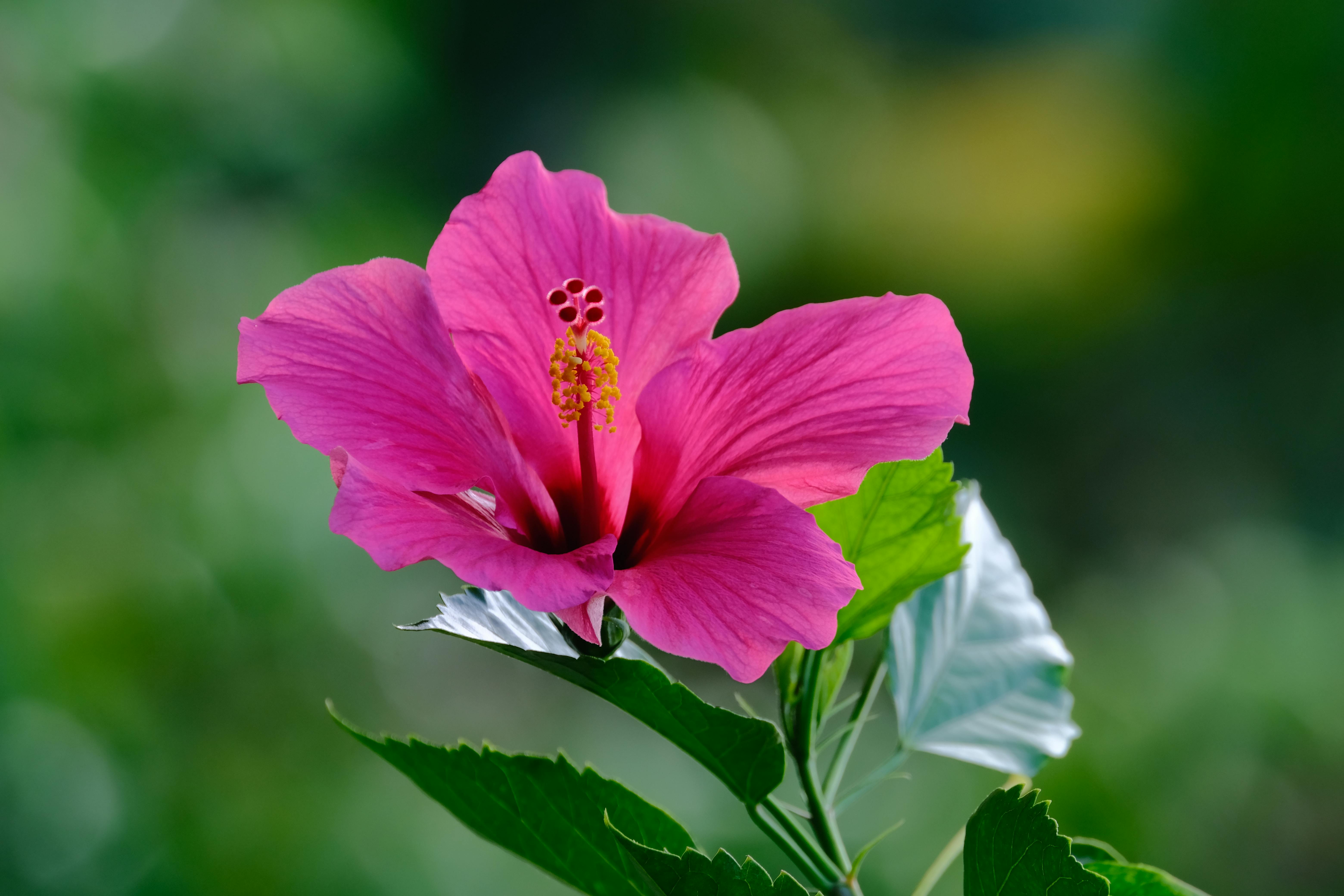 6240x4160 Pink Hibiscus Flower · Free