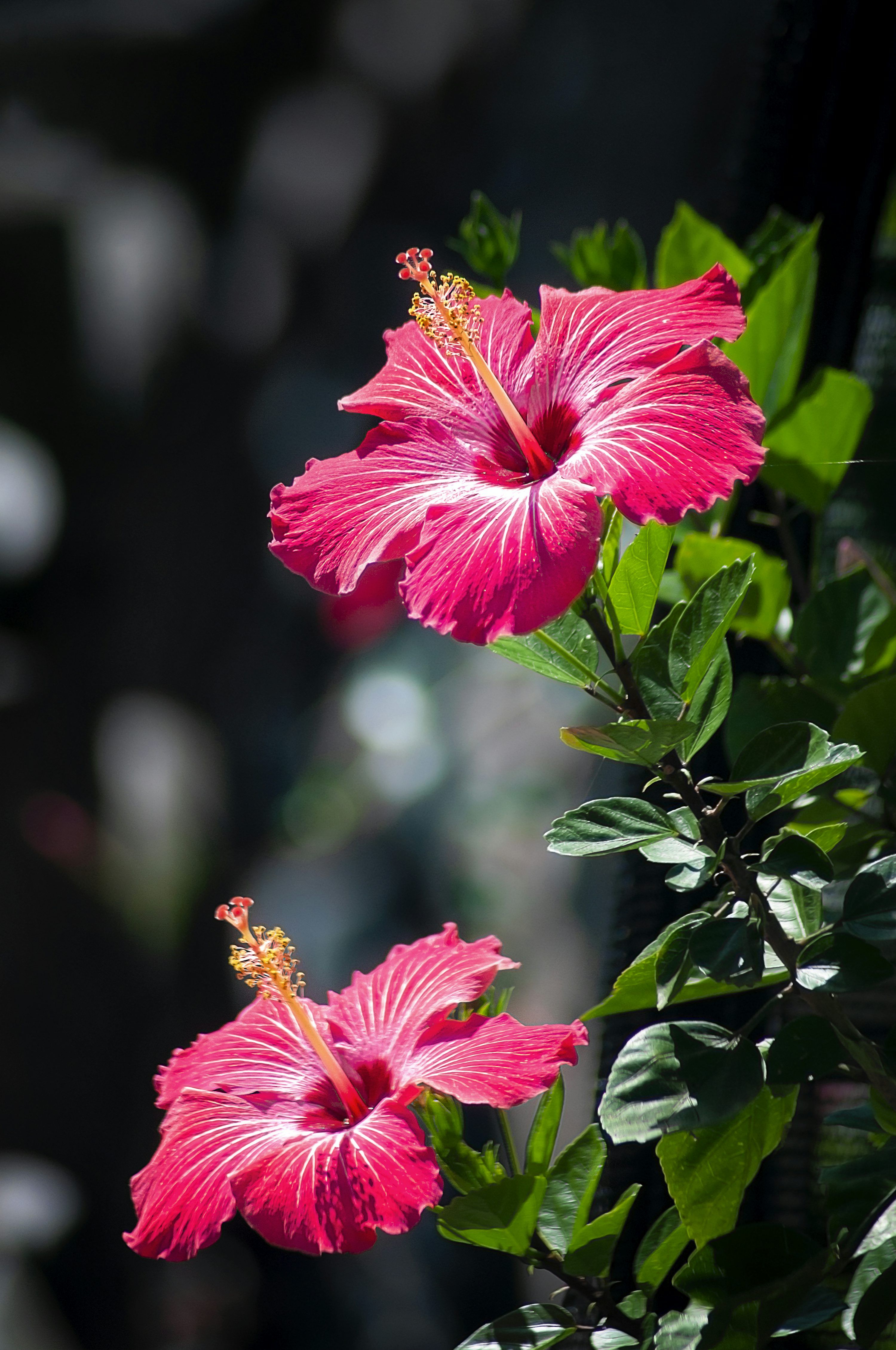 3000x4517 Two pink hibiscus flowers photo
