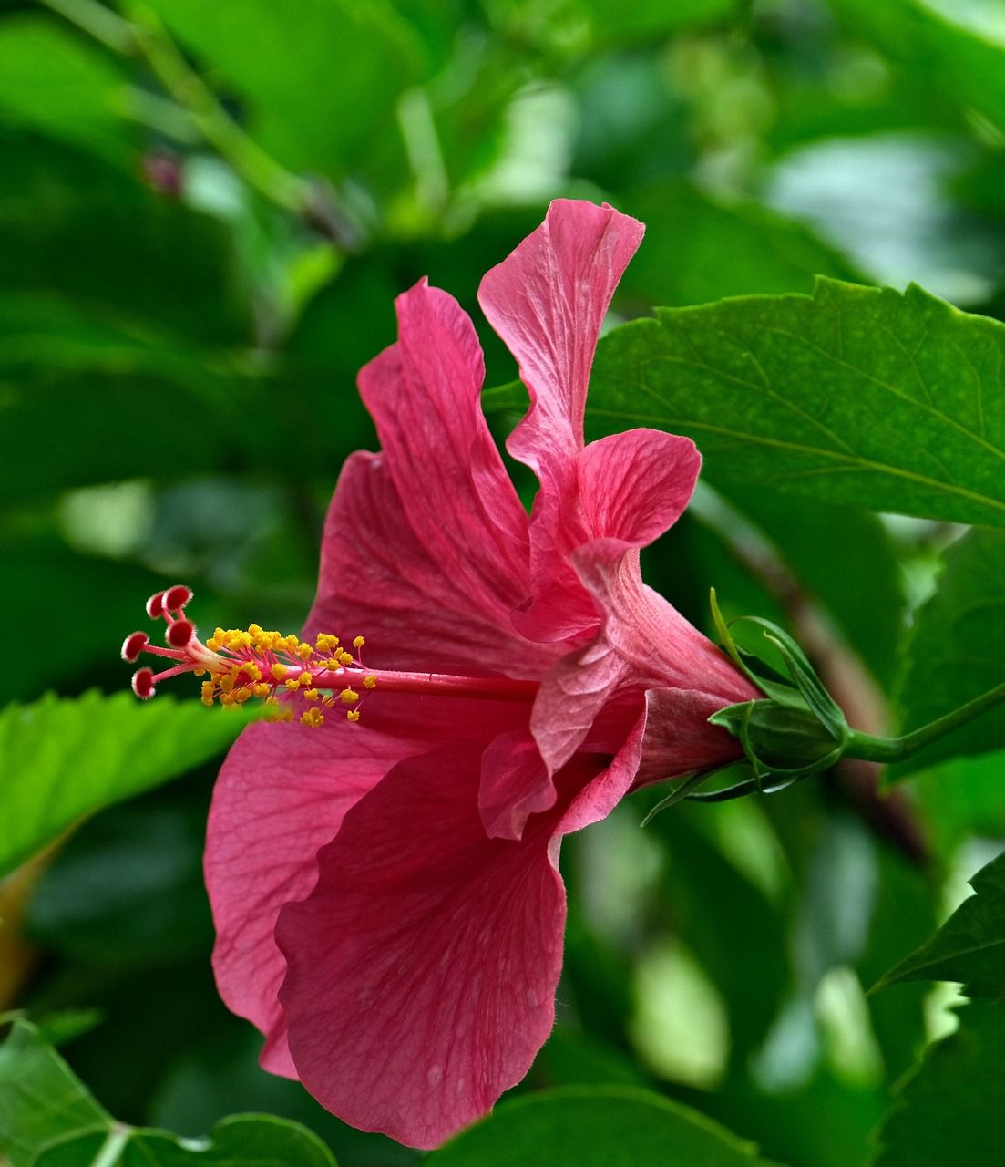 1103x1280 Pink Hibiscus Flower
