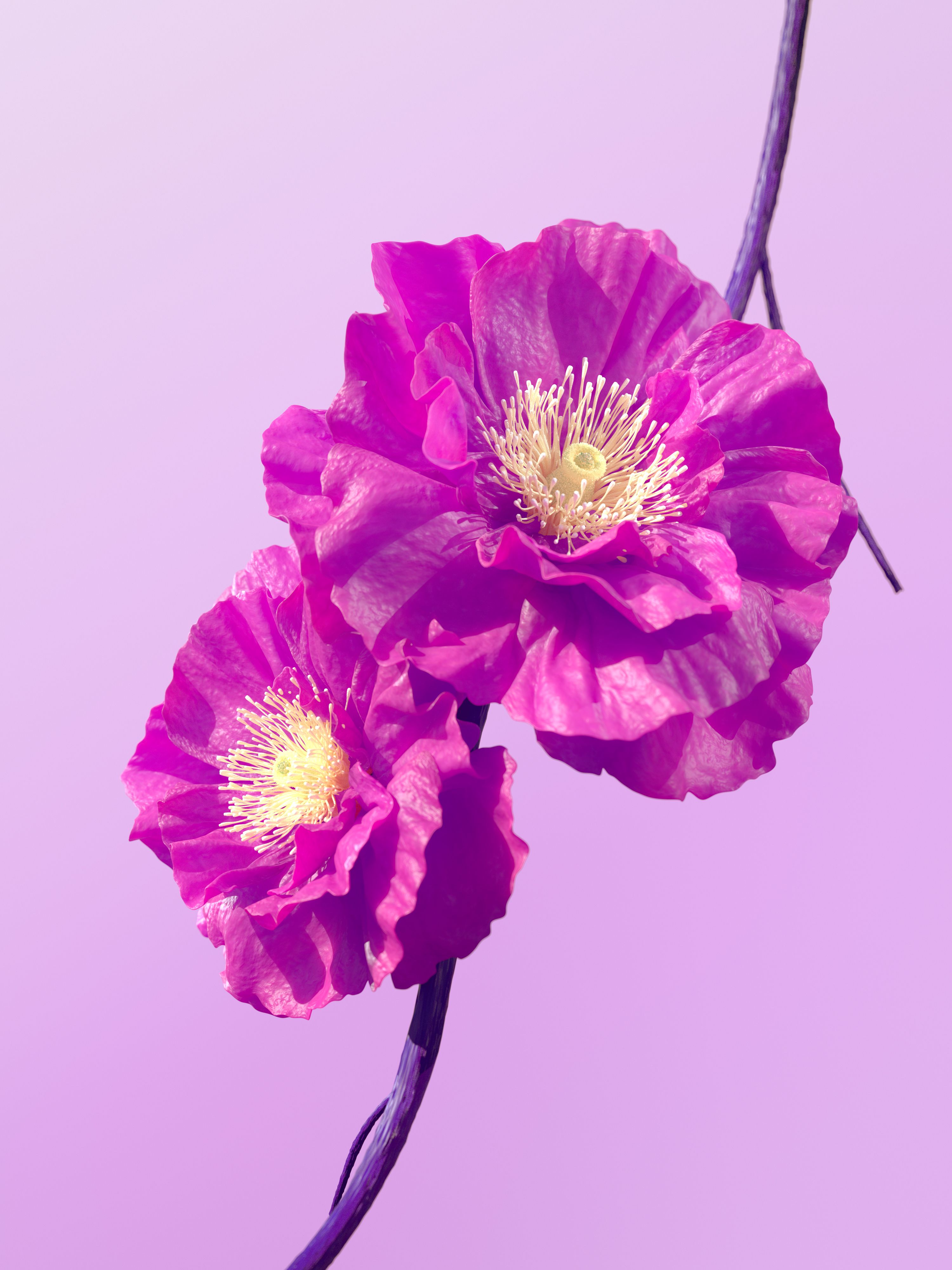 3000x4000 Hibiscus flowers Wallpaper 4K, Pink flowers, Pink background