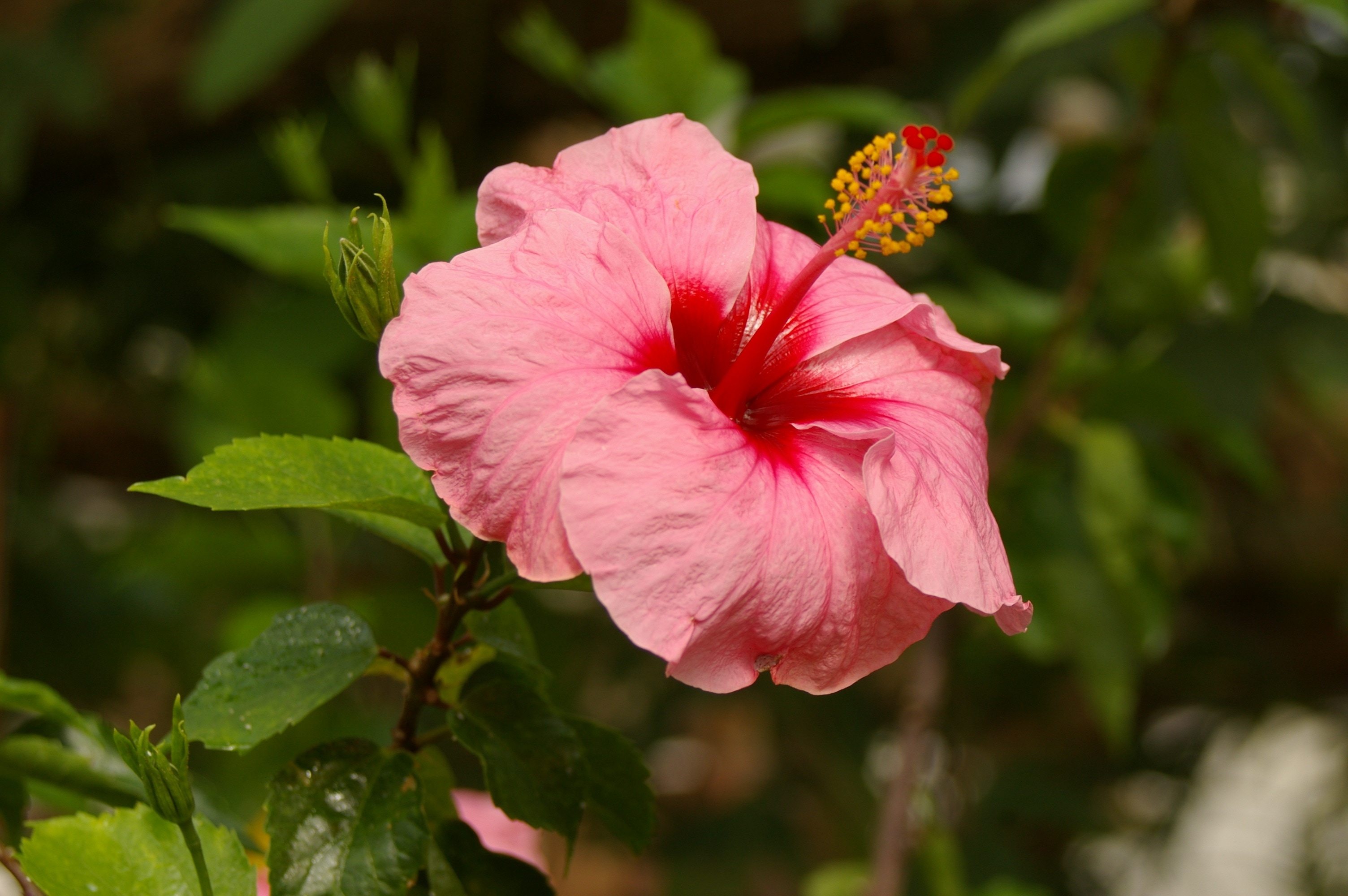 3008x2000 pink hibiscus free image