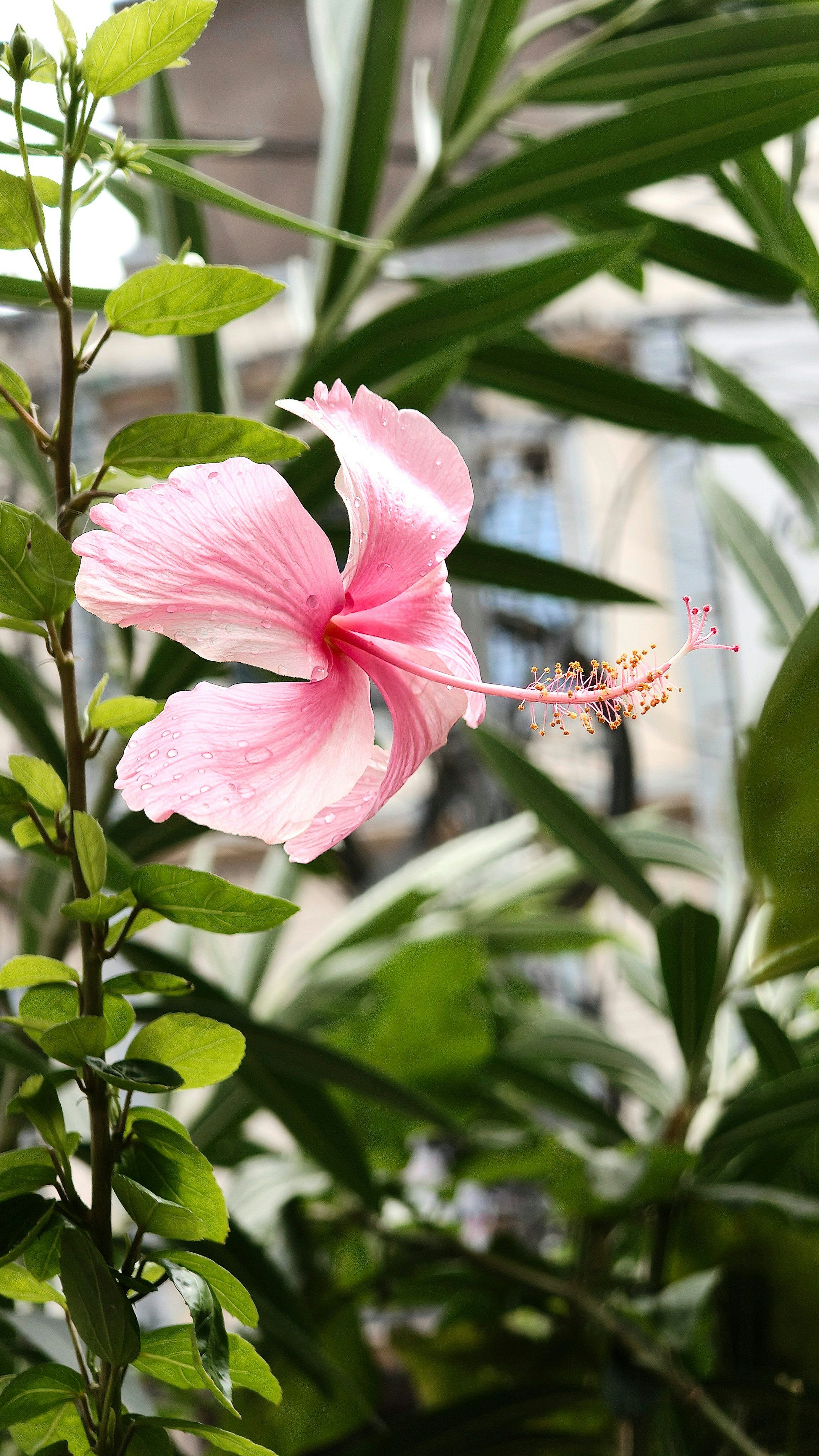 3000x5333 A delicate pink hibiscus flower blooms outdoors. photo