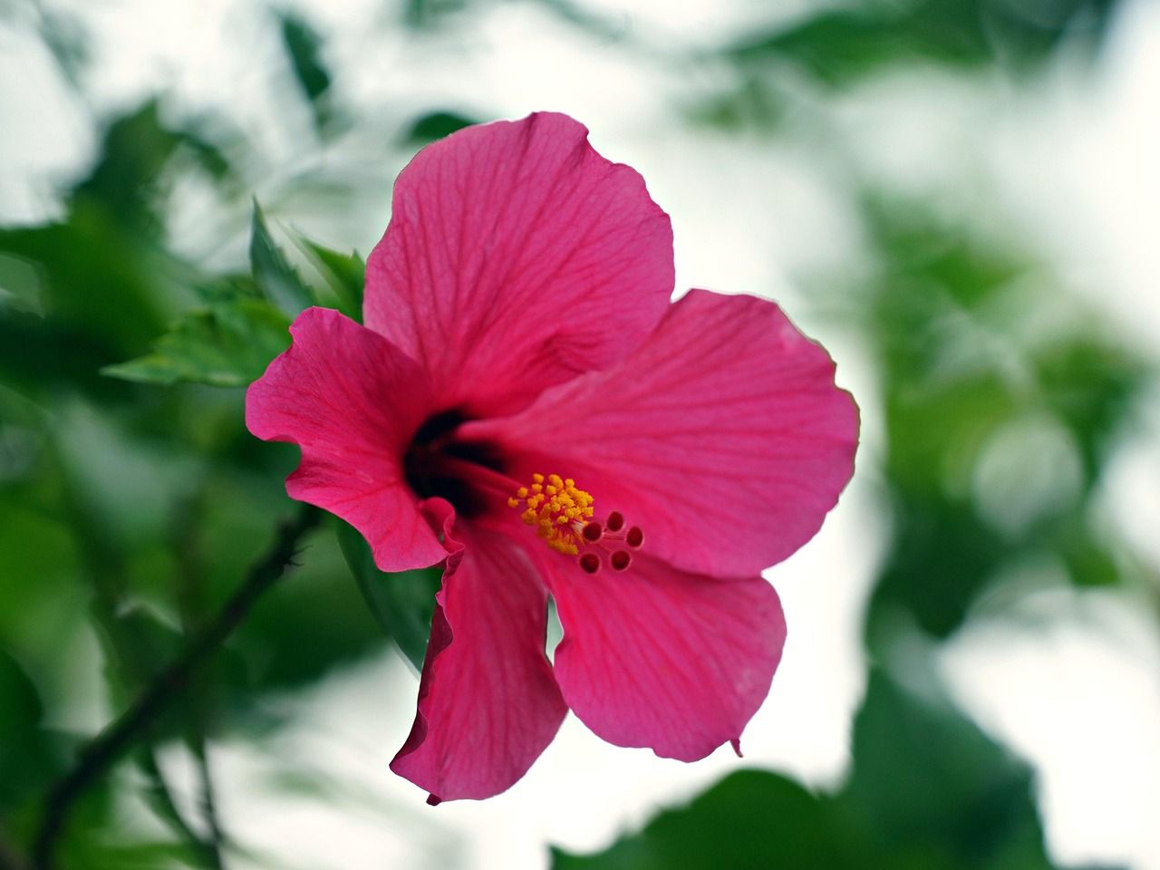 1280x960 Hibiscus Pink Flower
