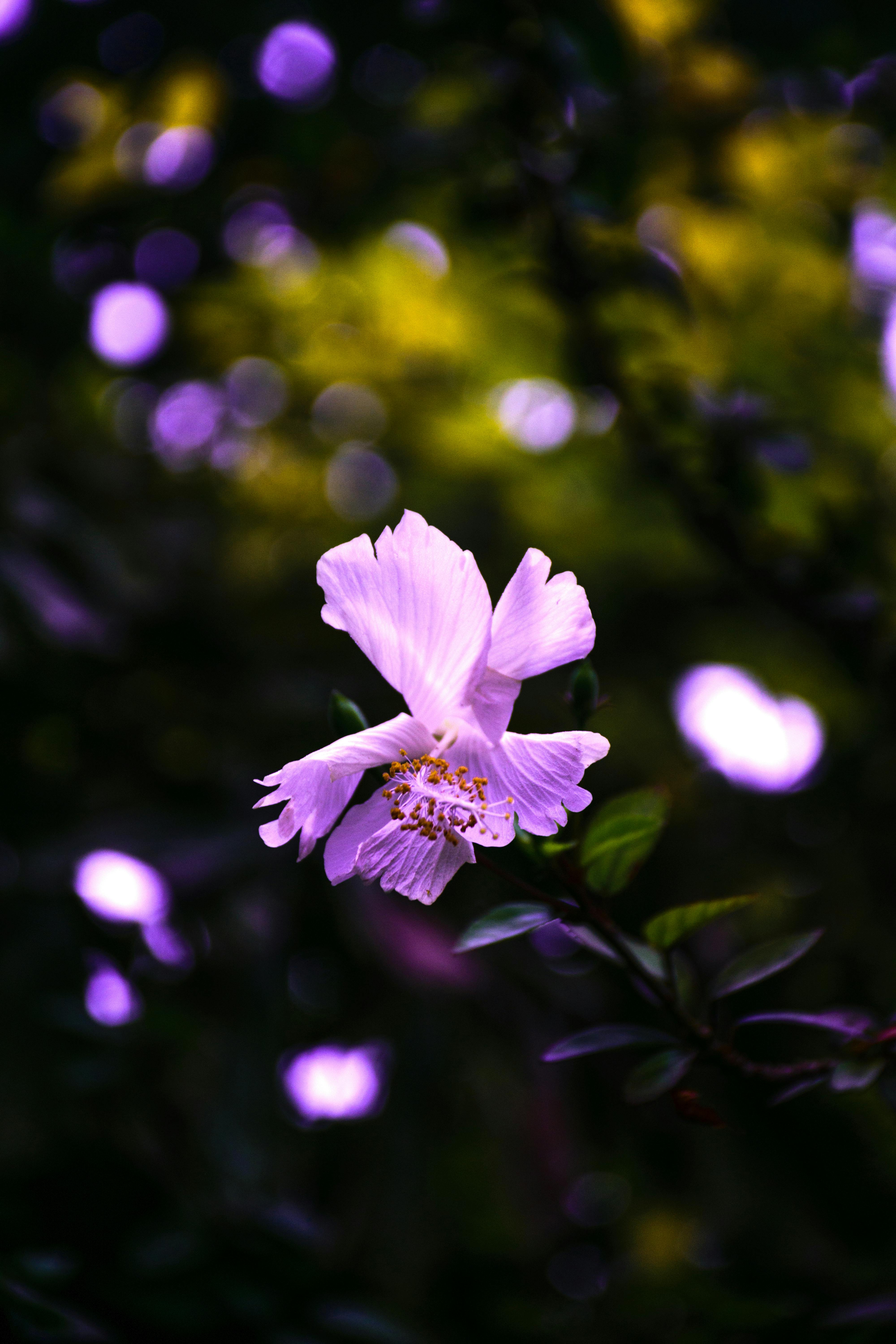 4000x6000 Purple Hibiscus Photo, Download The BEST Free Purple Hibiscus & HD Image