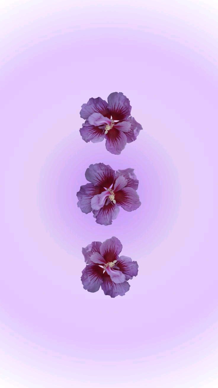 736x1308 purple aura wallpaper hibiscus