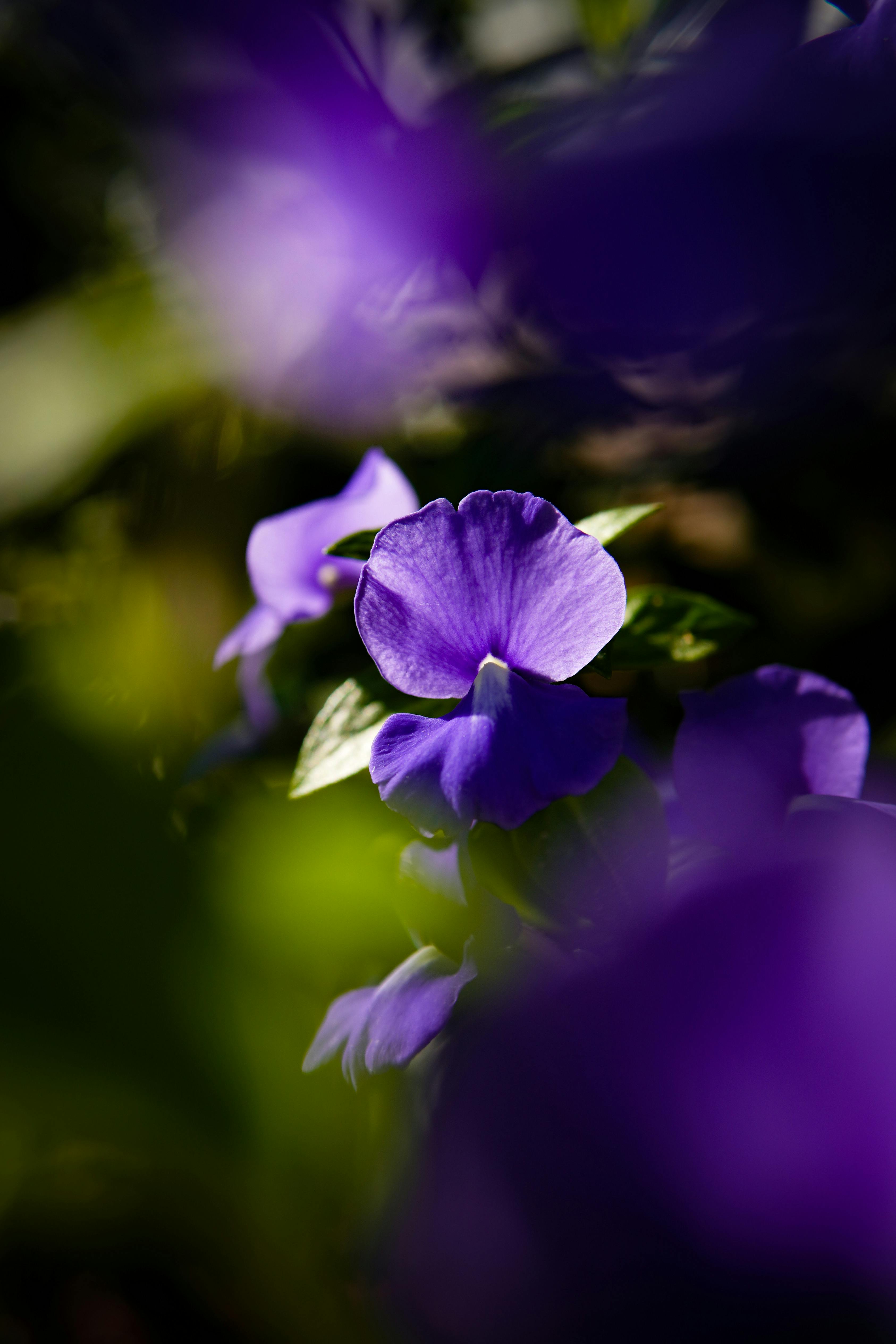 3372x5057 Purple Hibiscus Flower Selective Focus Photography · Free