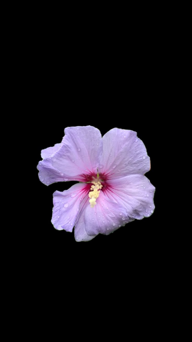 736x1308 Wallpaper. Black flowers wallpaper, Purple wallpaper iphone, Simple phone wallpaper