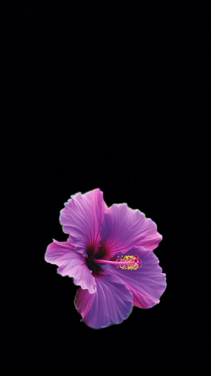 675x1200 Ecran iphone. Flower background iphone, Flowers black background, Flower lockscreen