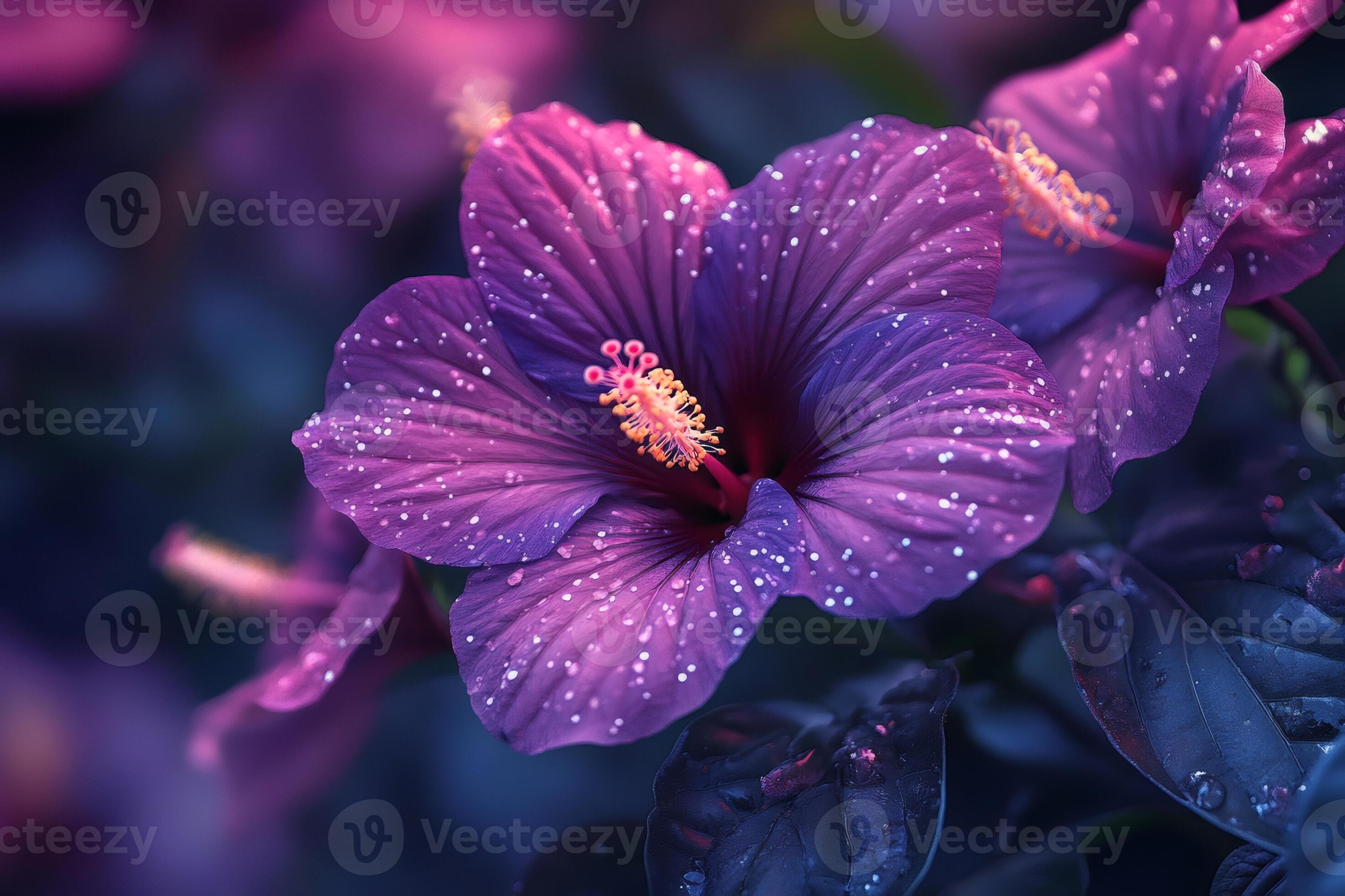 2940x1960 Purple hibiscus flowers blooming in the garden with water droplets