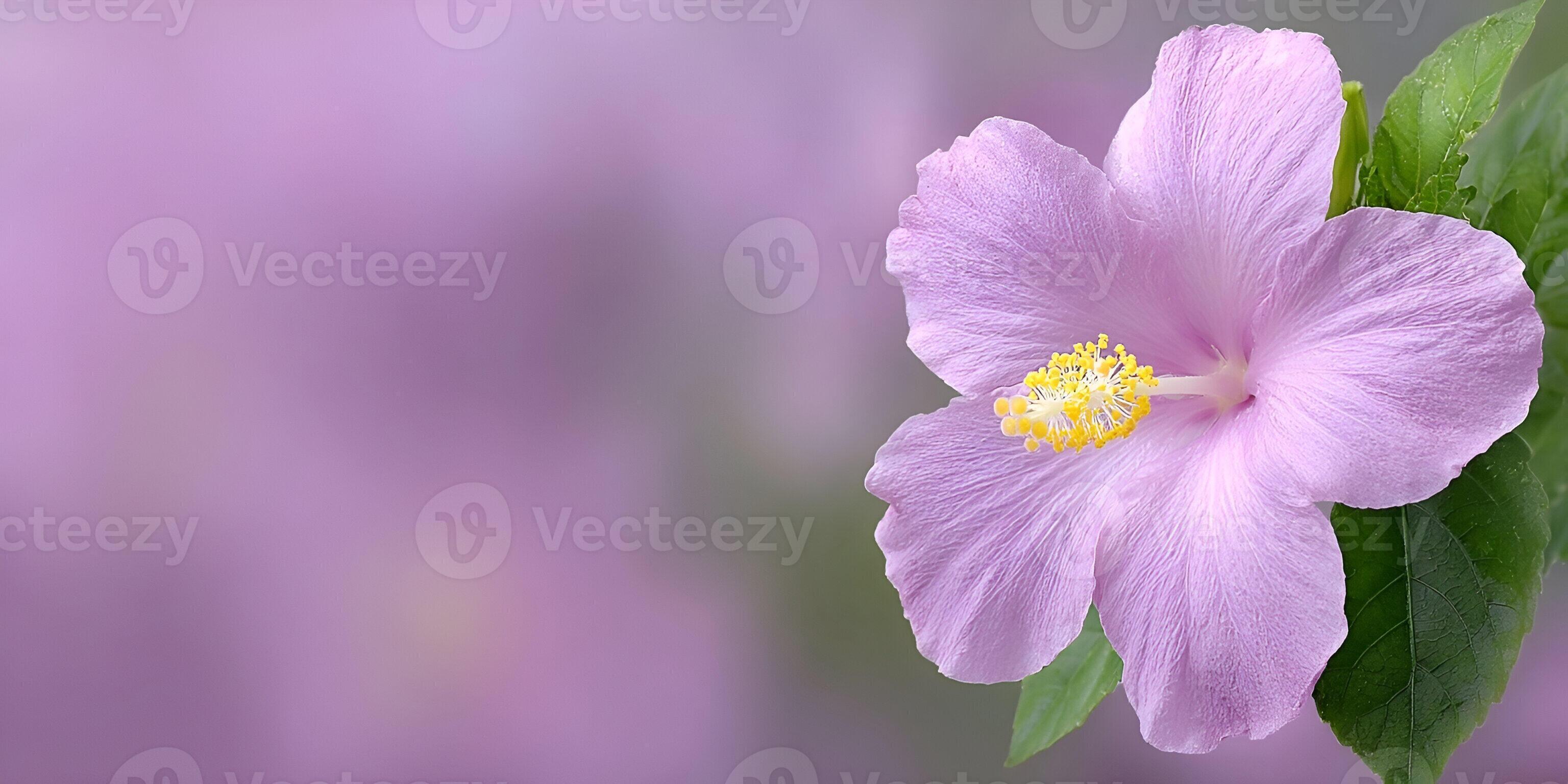 3072x1536 A beautiful light purple hibiscus flower blooms against a soft blurred background