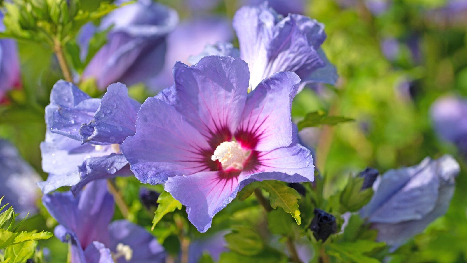 1600x900 Beautiful Types of Purple Hibiscus to Grow This Season