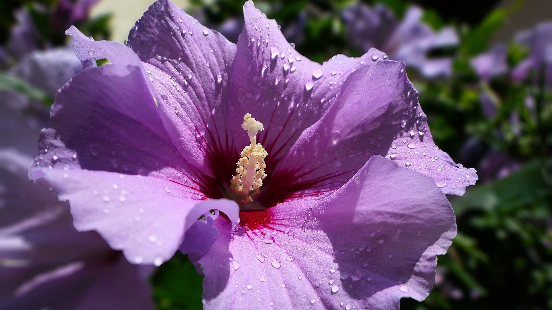 1920x1080 Download Purple Hibiscus Flower Wallpaper
