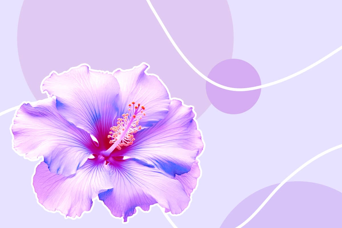 1200x800 Stunning Varieties of Purple Hibiscus
