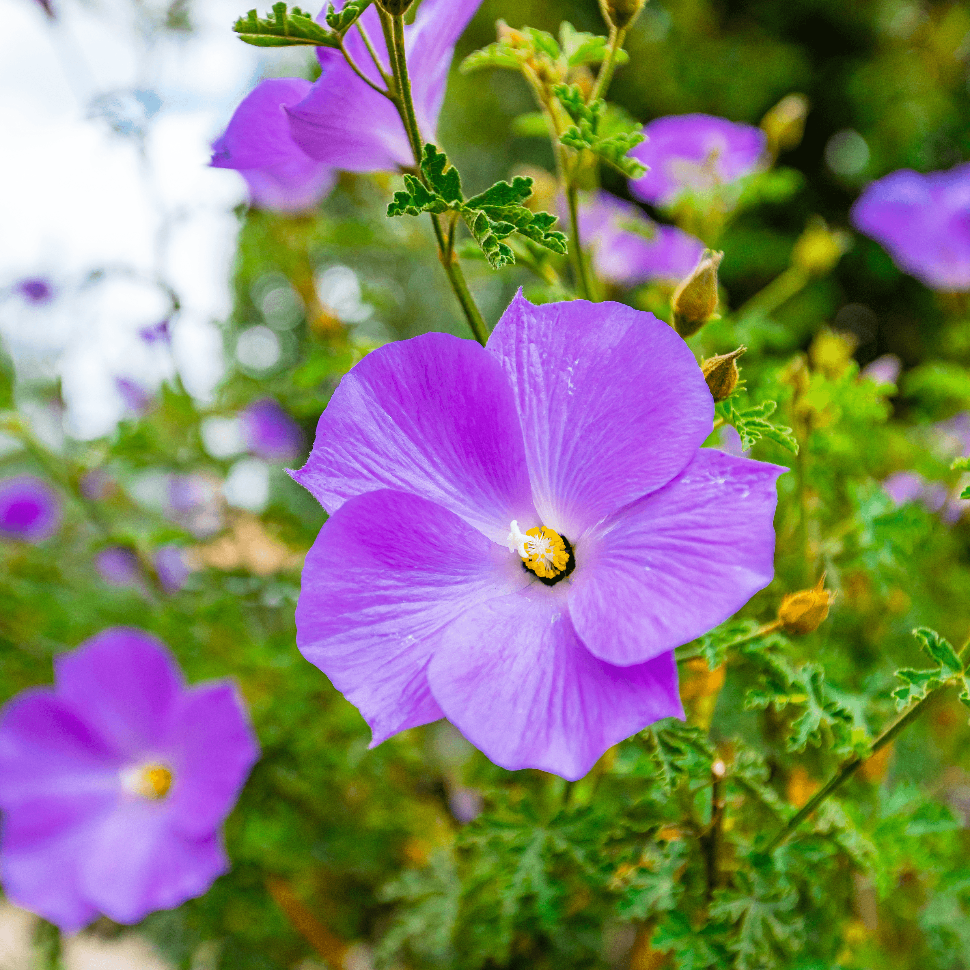 3360x3360 Blue Hibiscus. Shrubs. Moon Valley Nurseries