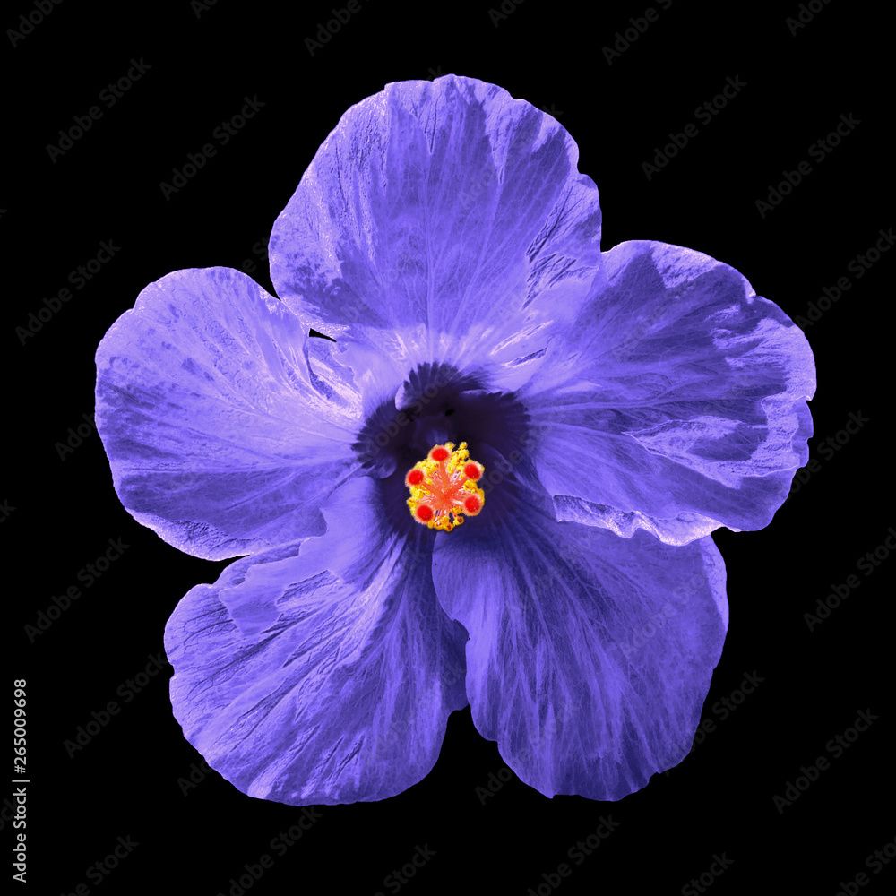 1000x1000 Purple hibiscus syriacus flower isolated on black background. Chinese rose. Flat lay, top view. Macro object